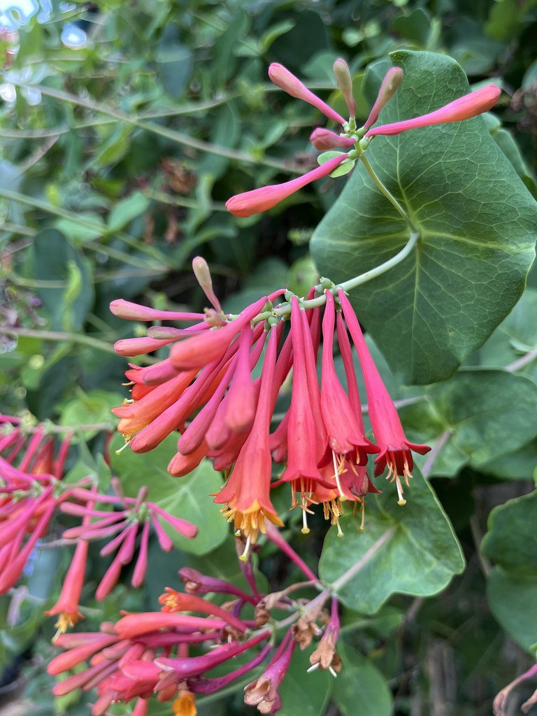 flowers-in-canada_53878571961_l.jpg