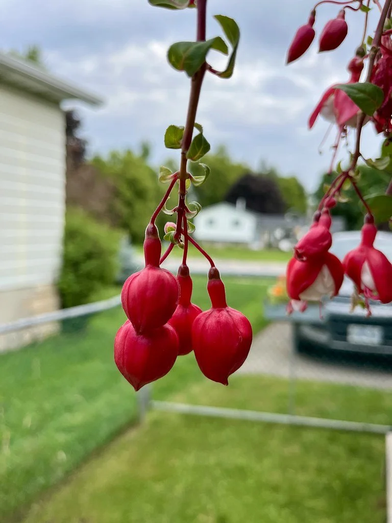 flowers-in-canada_53883270745_l.jpg