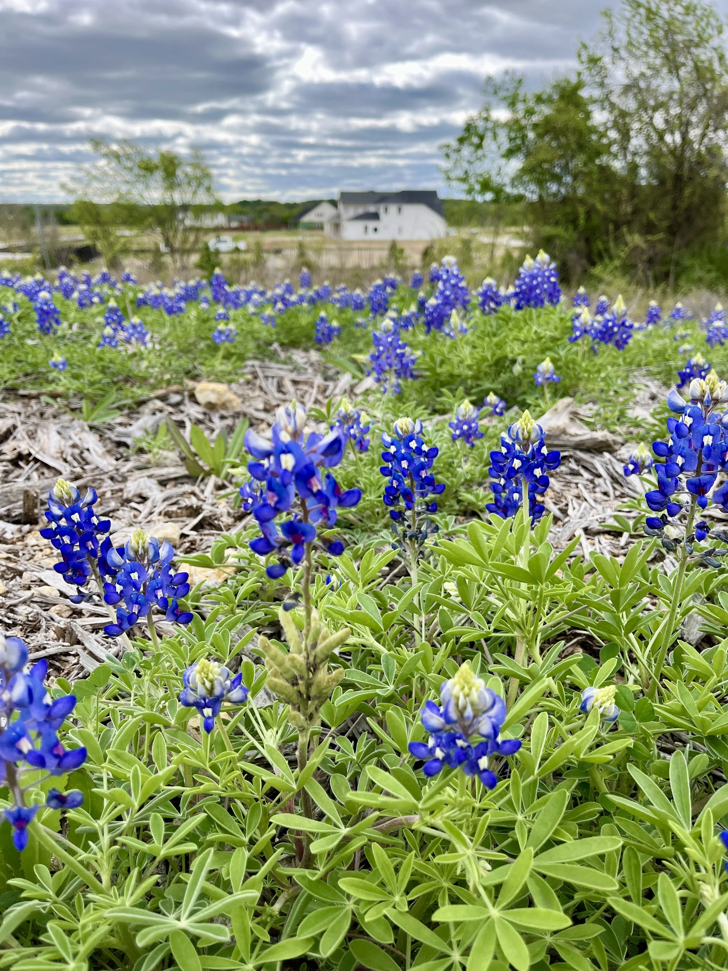 aledo-trails_53628633633_o.jpg