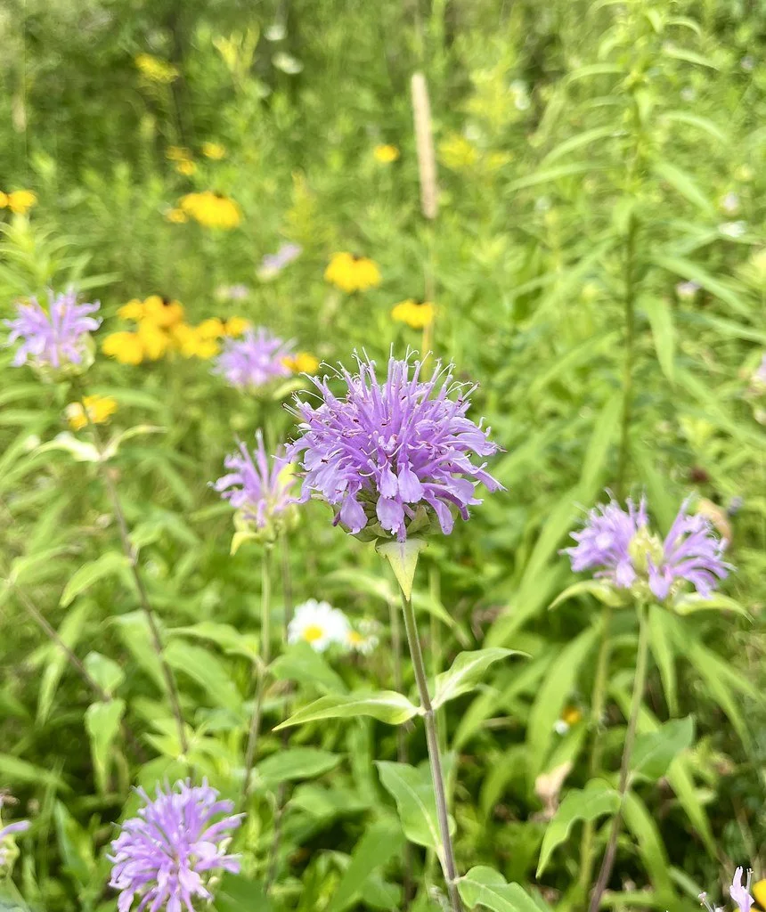 flowers-in-canada_53878996724_l.jpg