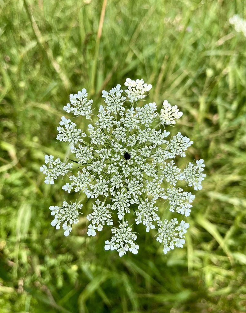 flowers-in-canada_53883270790_l.jpg
