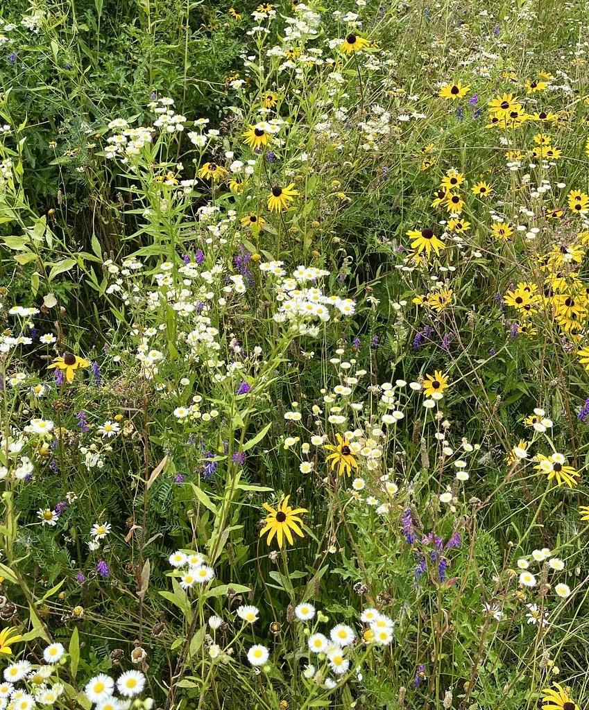flowers-in-canada_53883270795_l.jpg