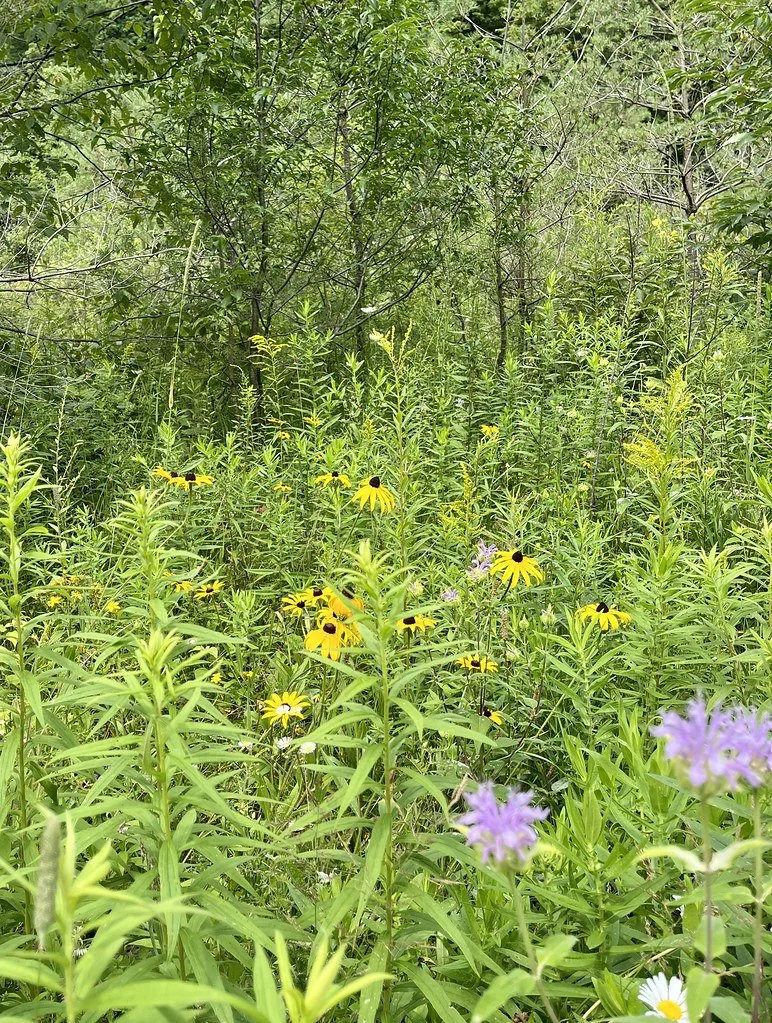 flowers-in-canada_53883185484_l.jpg