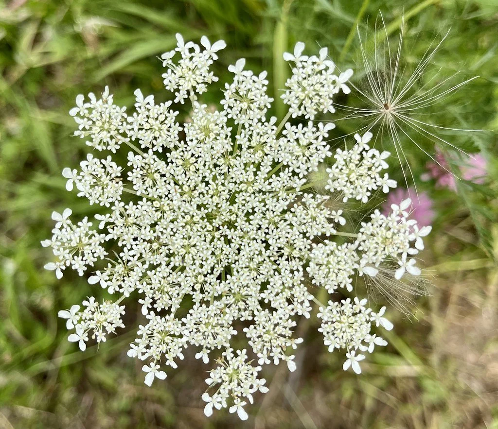 flowers-in-canada_53883265240_l.jpg