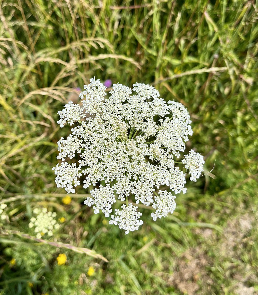 flowers-in-canada_53877724377_l.jpg