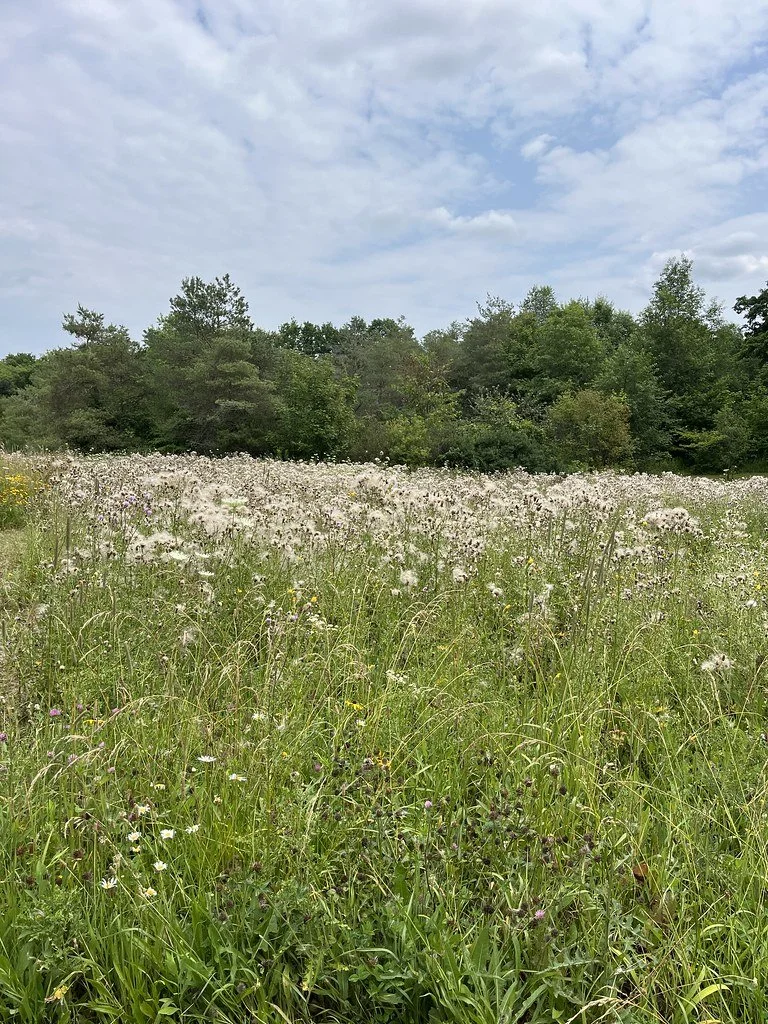 flowers-in-canada_53878983395_l.jpg
