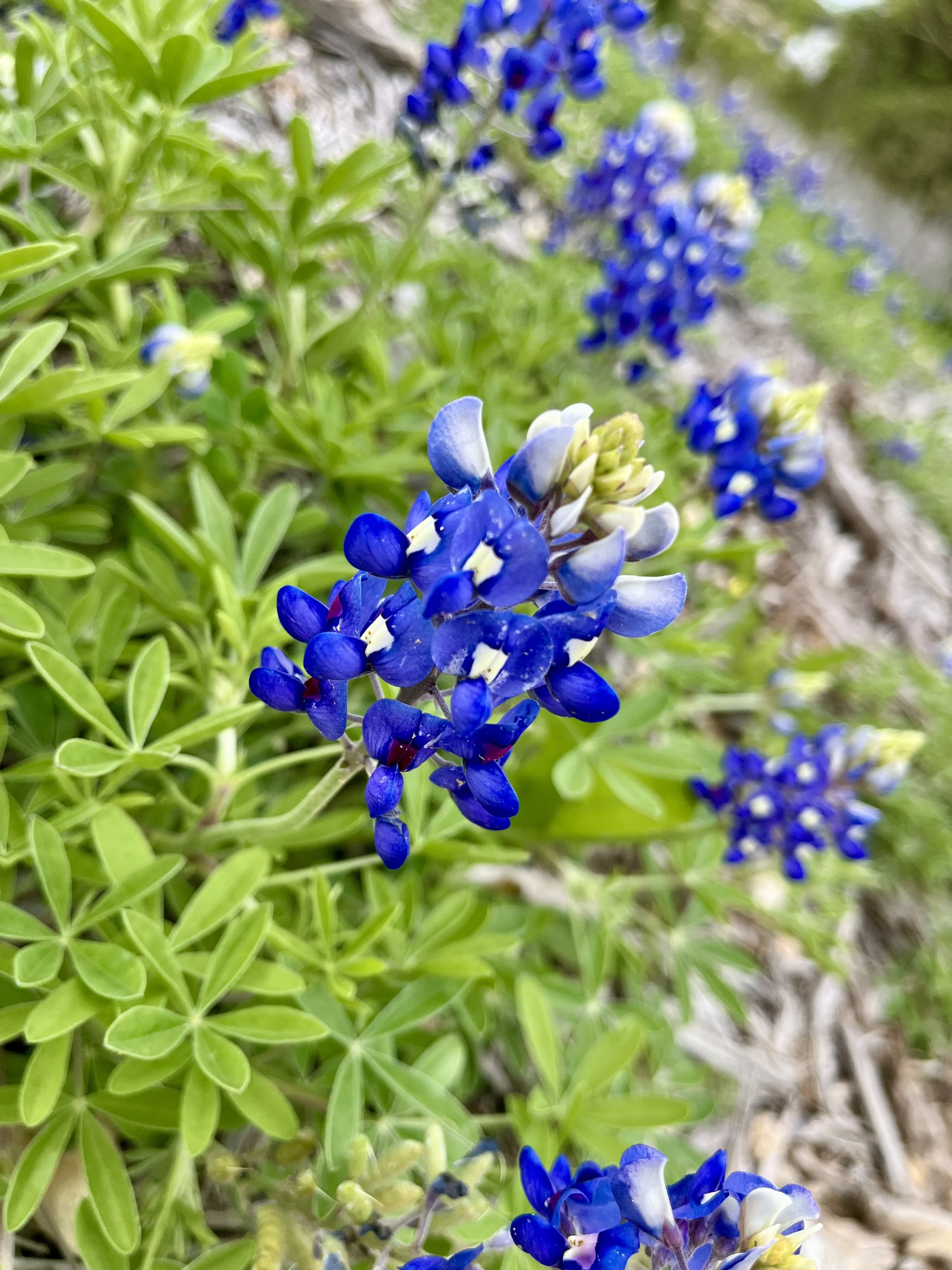 aledo-trails_53628633578_o.jpg