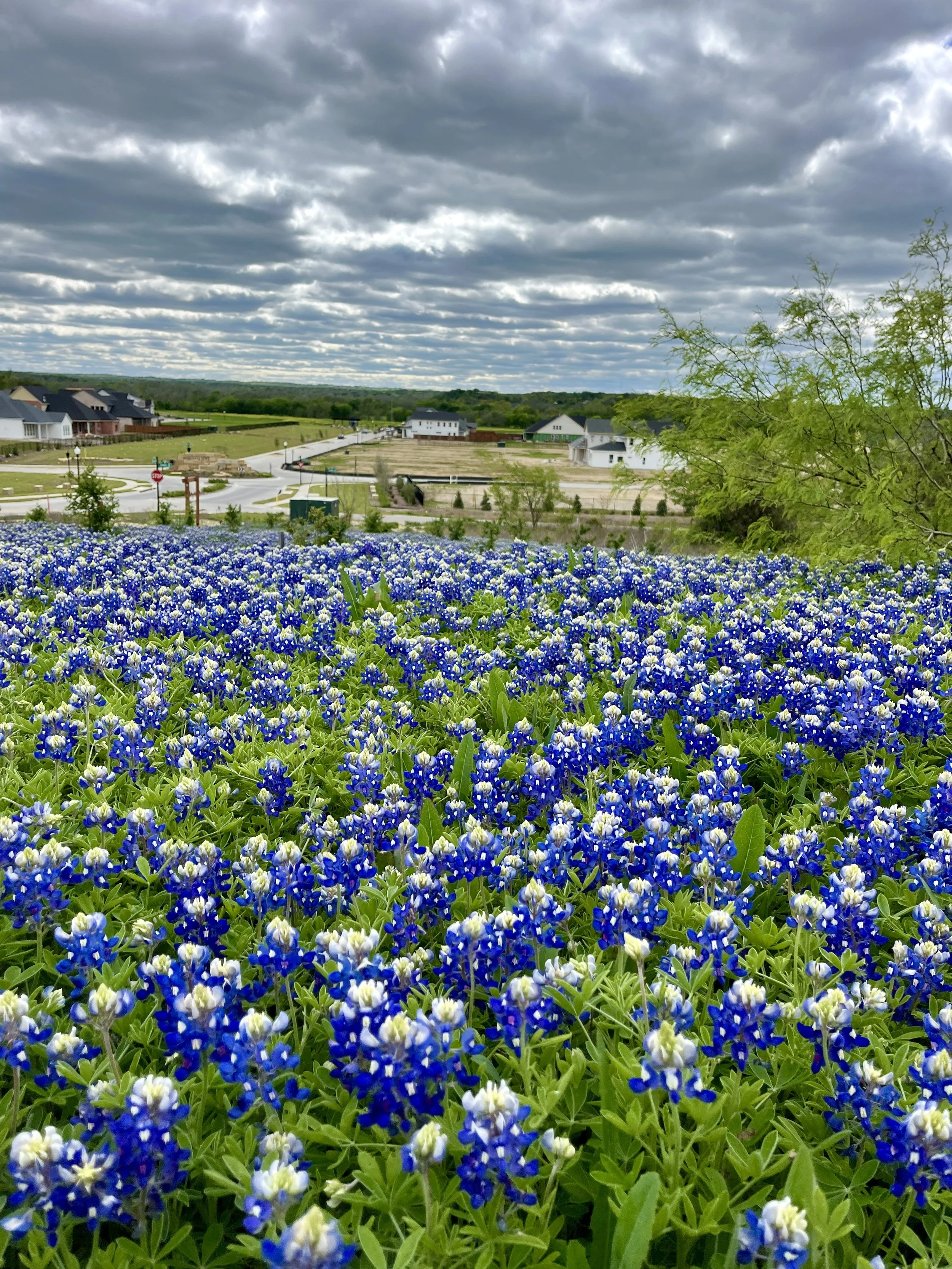 aledo-trails_53627540407_o.jpg