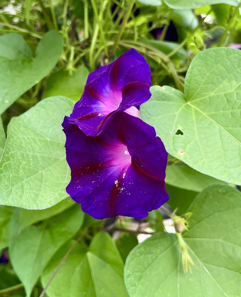 flowers-in-canada_53882844066_l.jpg