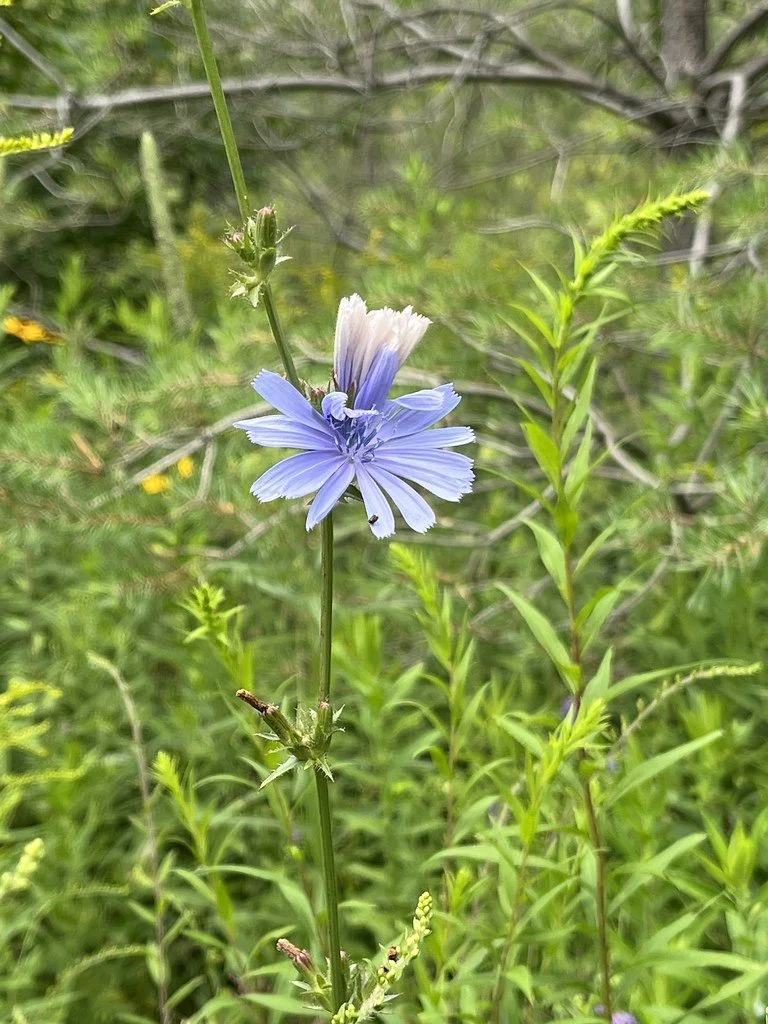 flowers-in-canada_53878806193_l.jpg