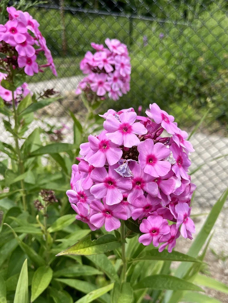 flowers-in-canada_53883259475_l.jpg