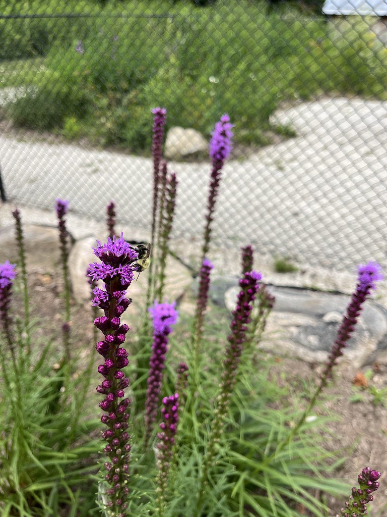 flowers-in-canada_53878572411_l.jpg