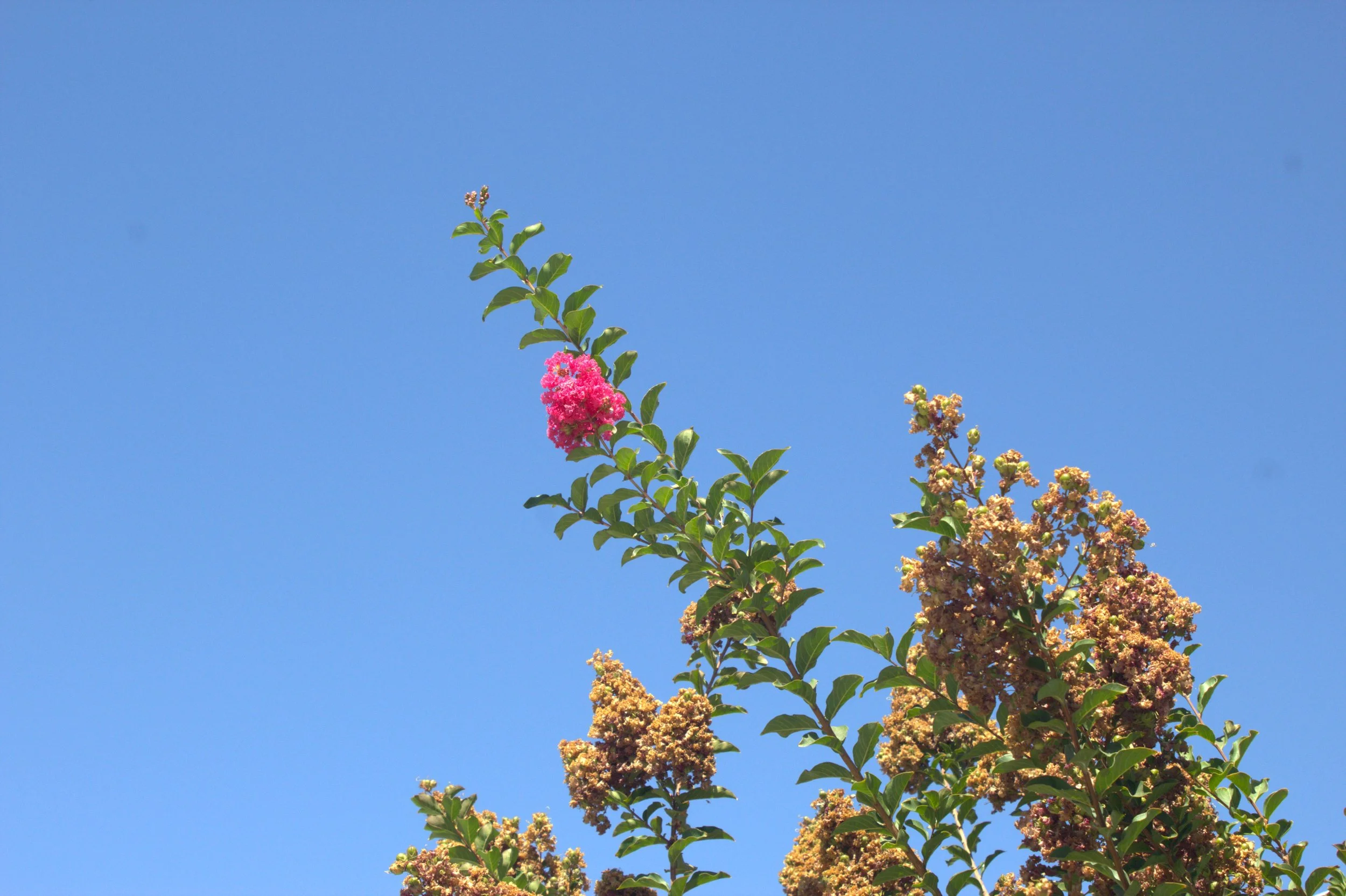 Pink and light brown flowering plant against a clear blue sky.