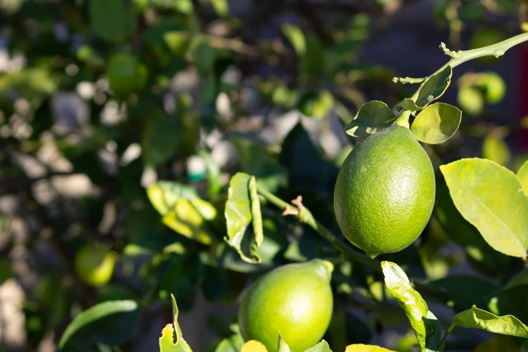 Green limes on a tree in the Odyssey garden.