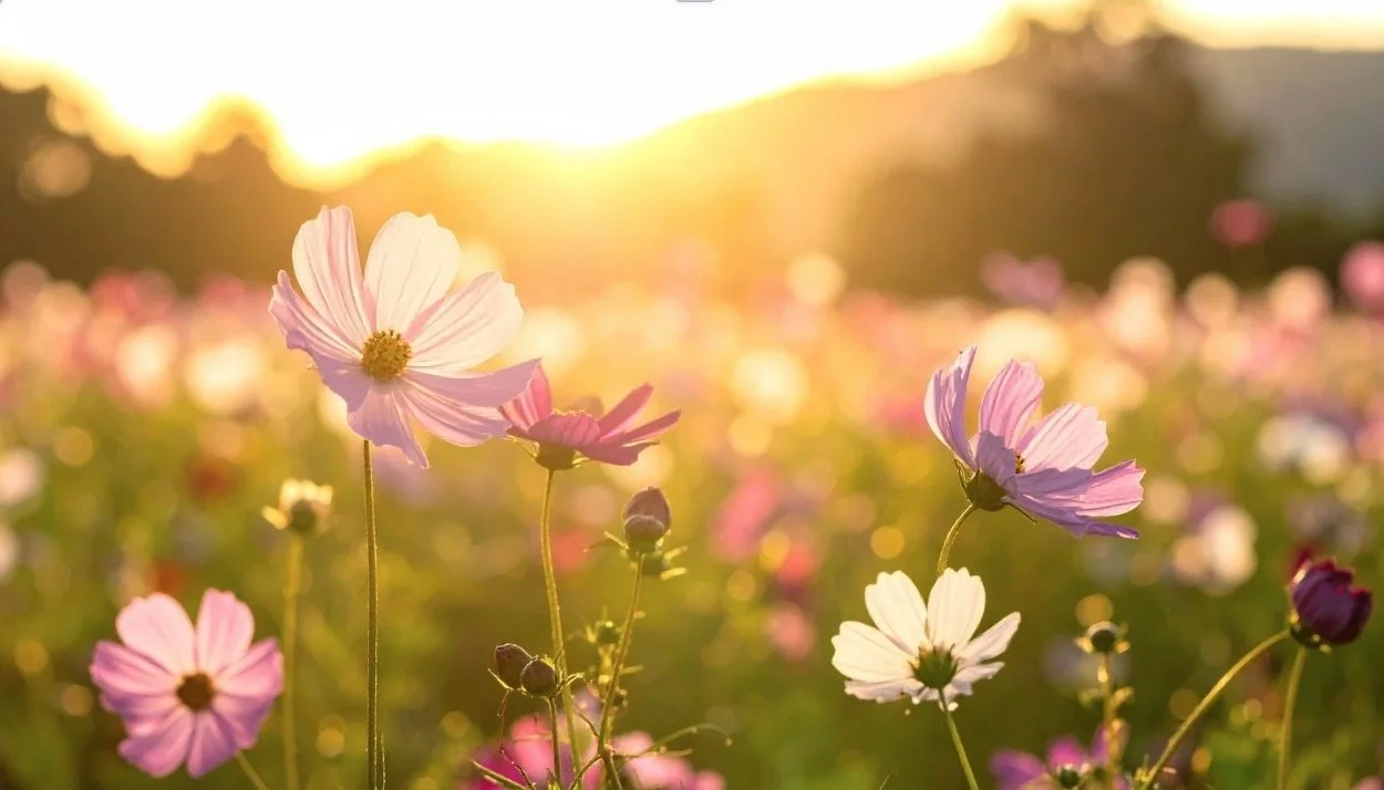 Innere Klarheit &amp; Aufblühen – Ein Oster-Workshop für deinen Neubeginn