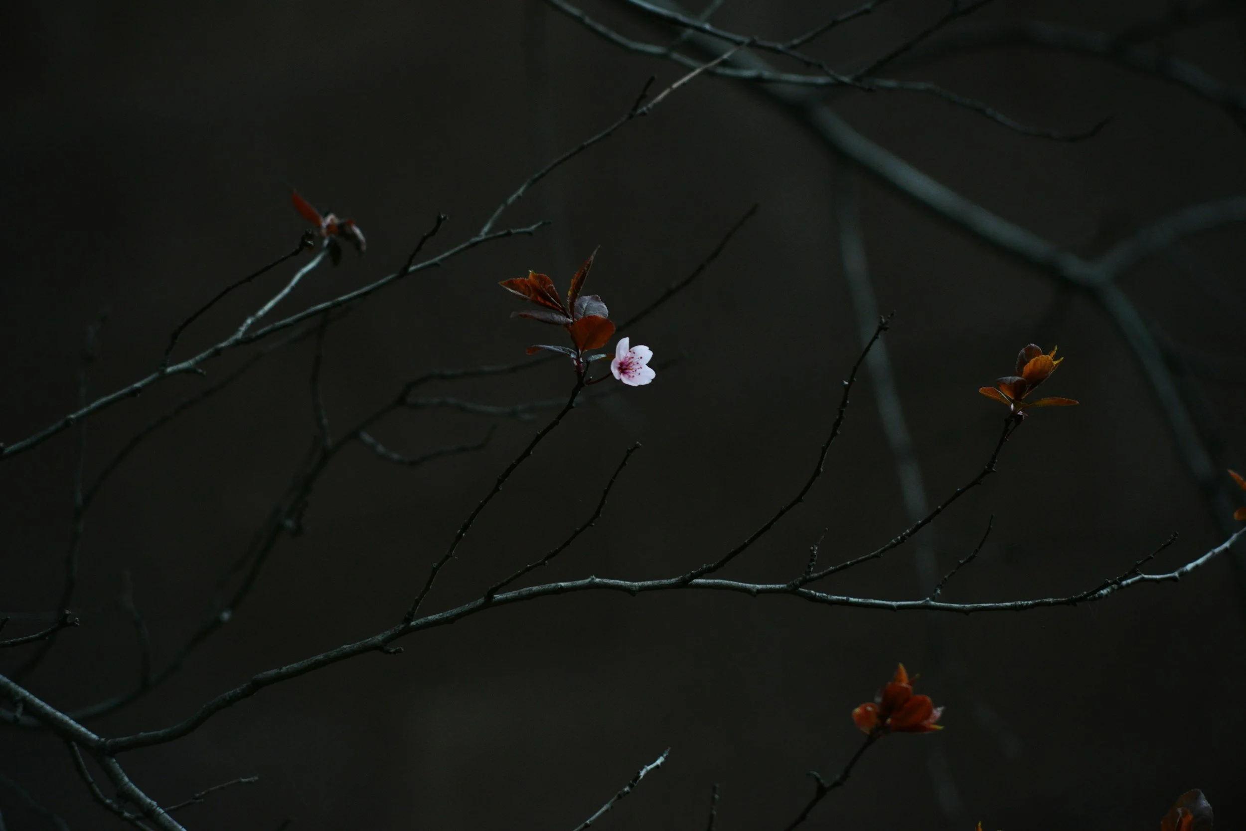 A dark background with a few small pink and white flowers blooming on thin, mostly leafless branches.