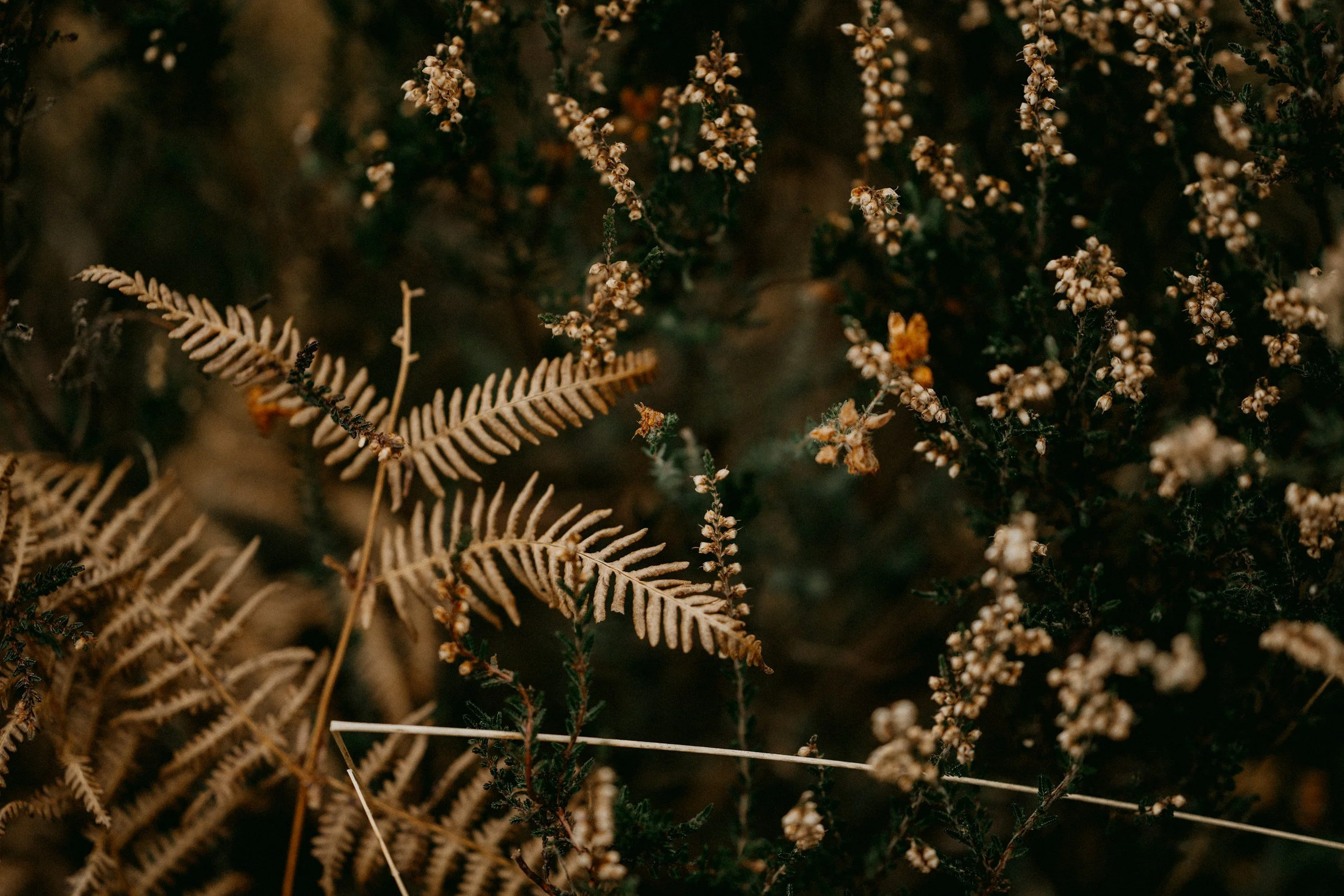 Close-up of dried fern leaves and small bushy plants with tiny cream-colored flowers.
