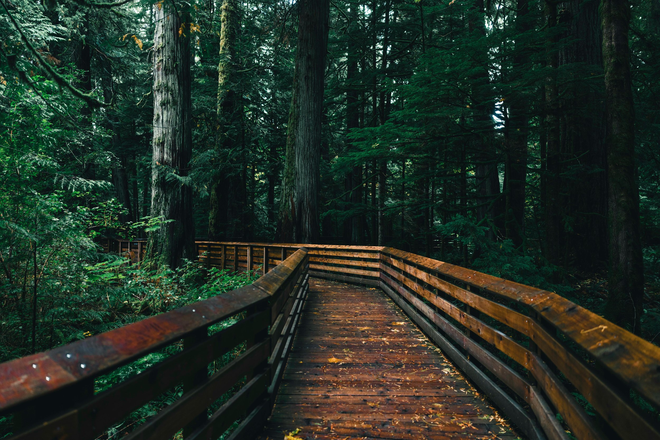 A wooden pathway through a dense, green forest with tall trees and lush foliage.