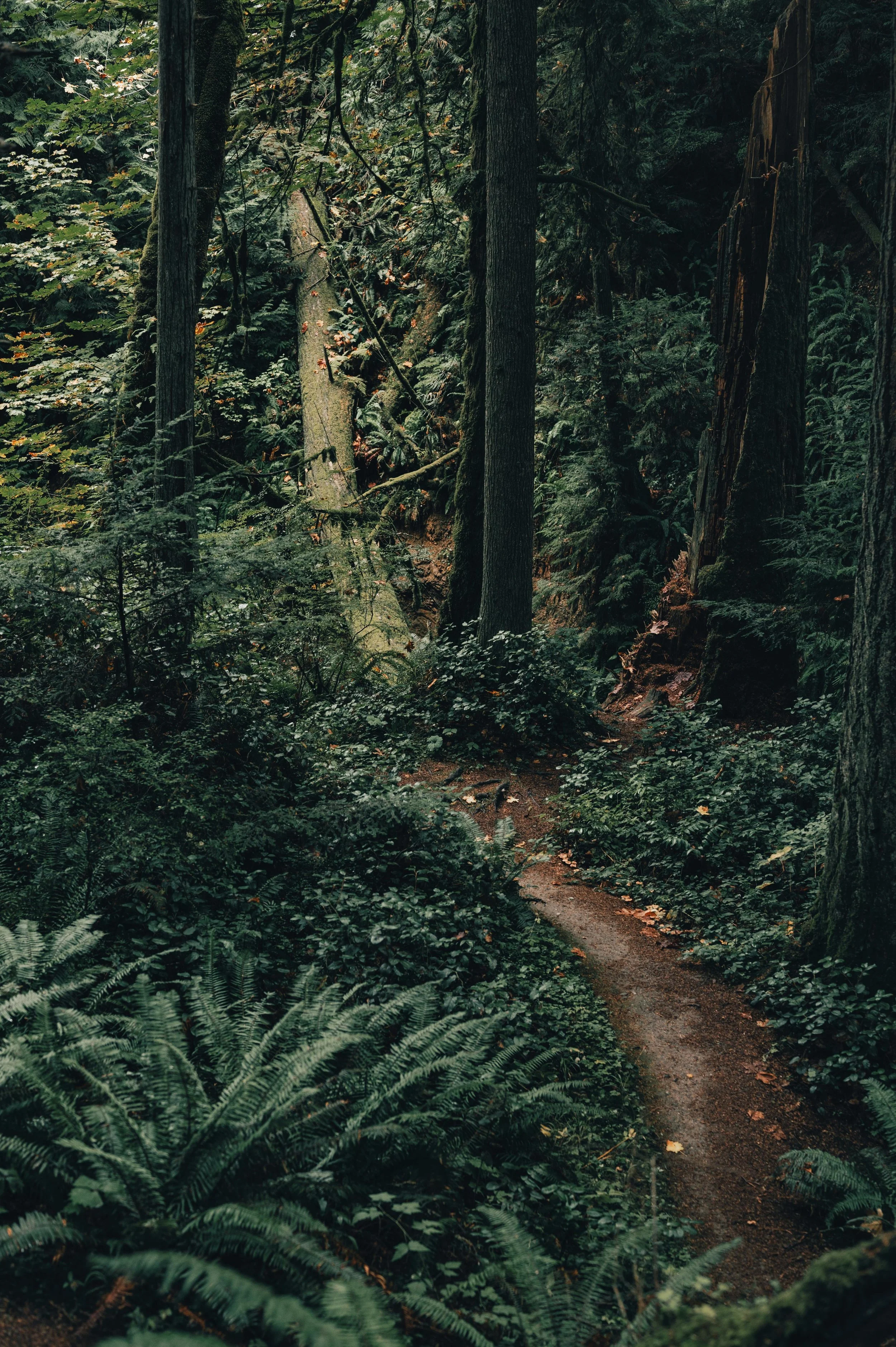 A narrow dirt trail winds through a dense, lush forest with tall trees and thick green ferns.