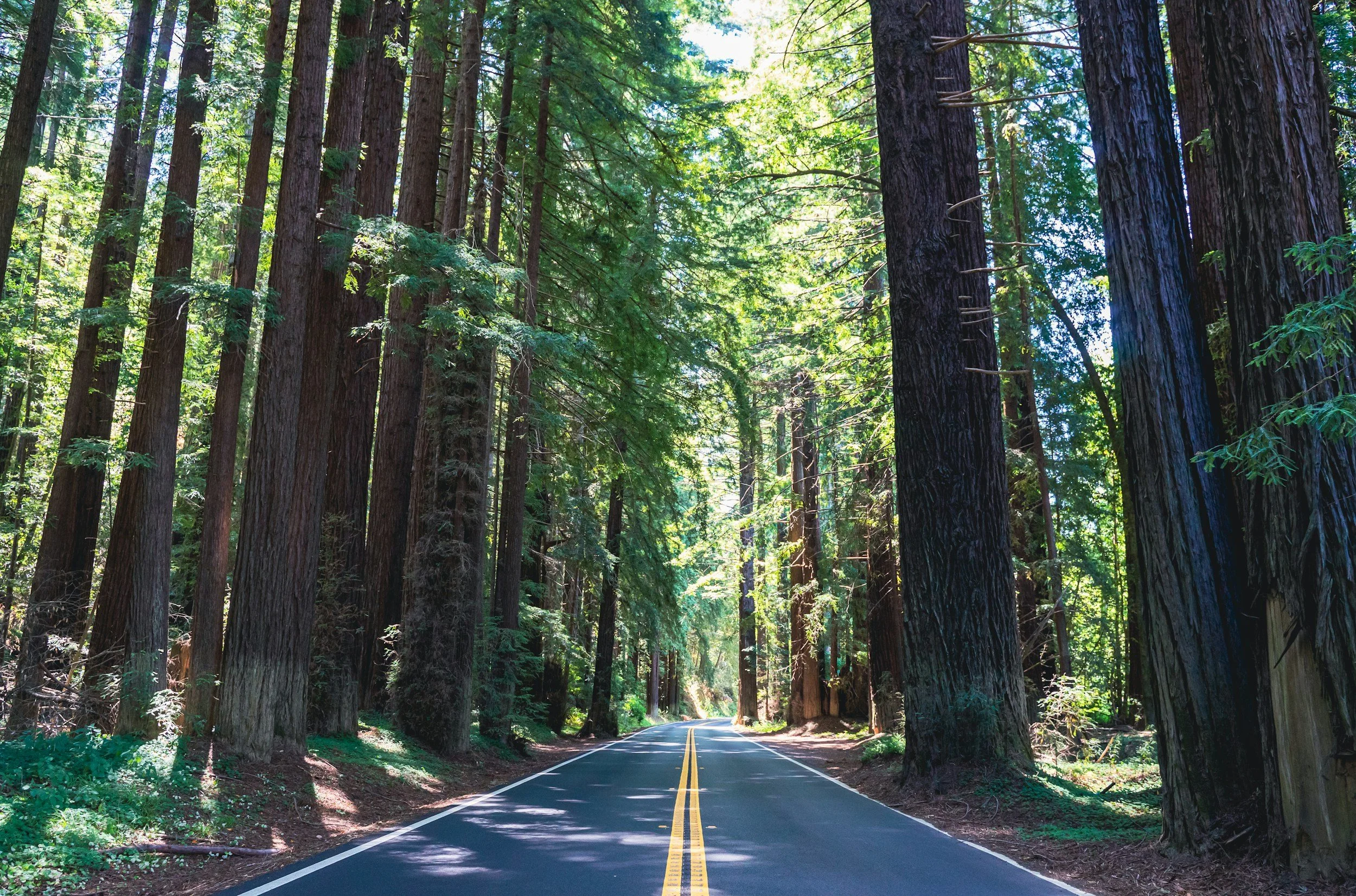 A two-lane road running through a Mendocino County forest with tall redwood trees and sunlight filtering through the green leaves.