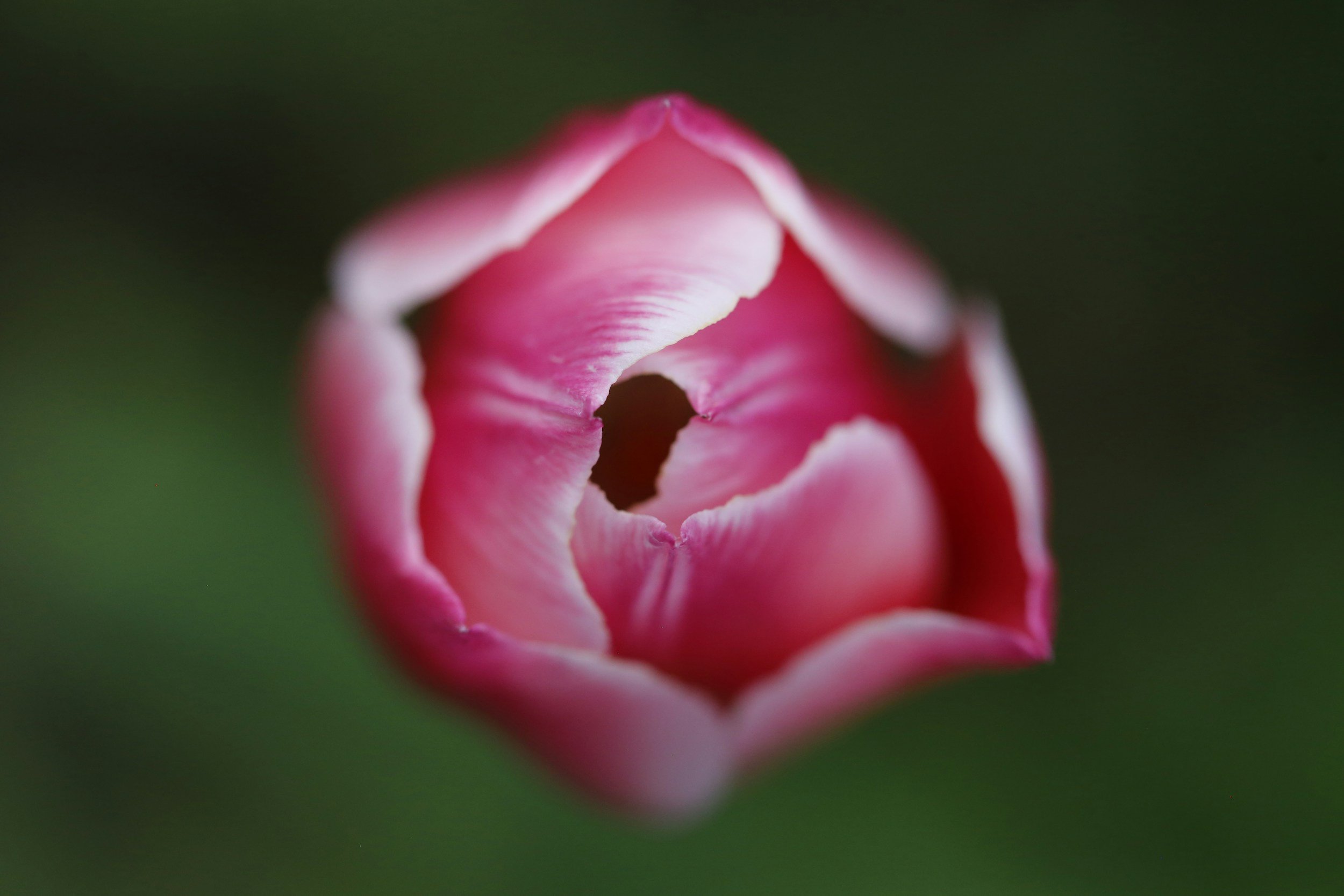 Close-up of a pink flower bud with soft petals and a dark center, surrounded by a blurred green background.