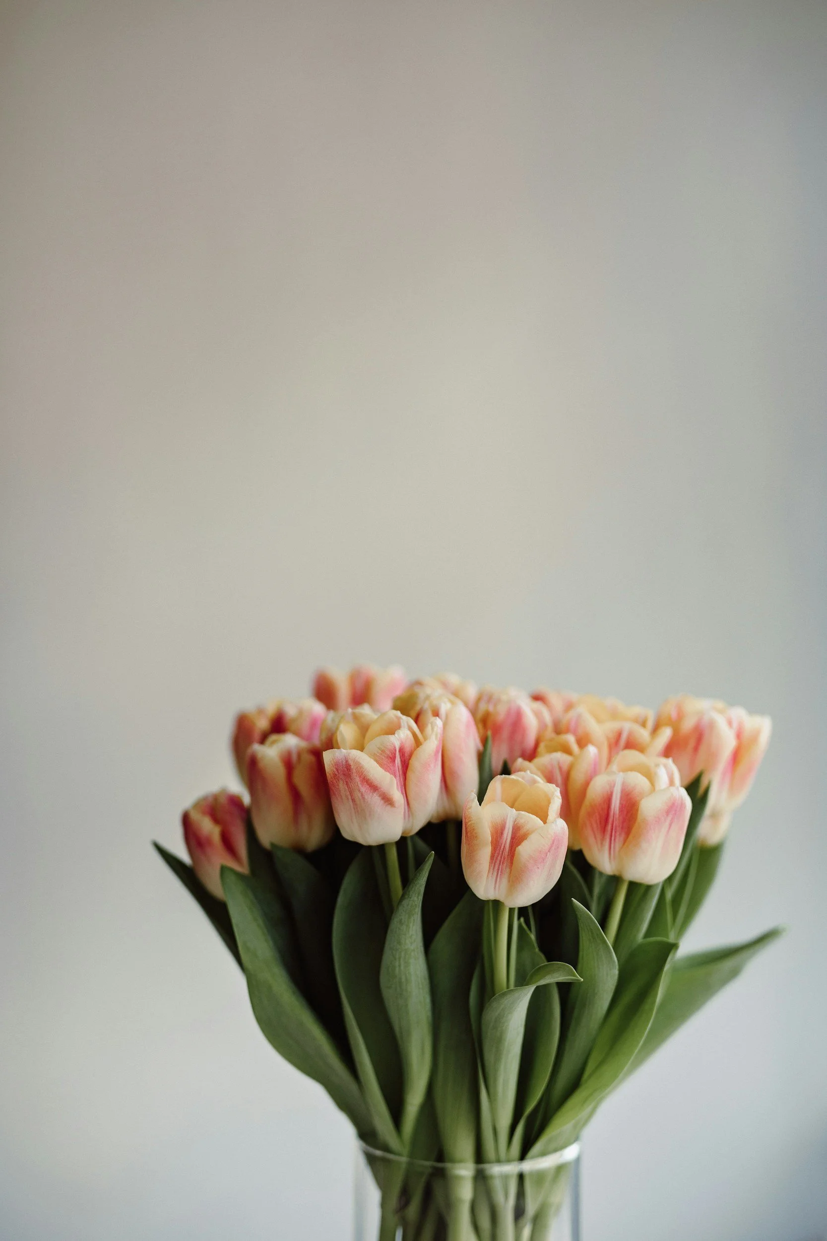 A bouquet of pink and white tulips in a glass vase against a plain light-colored background.