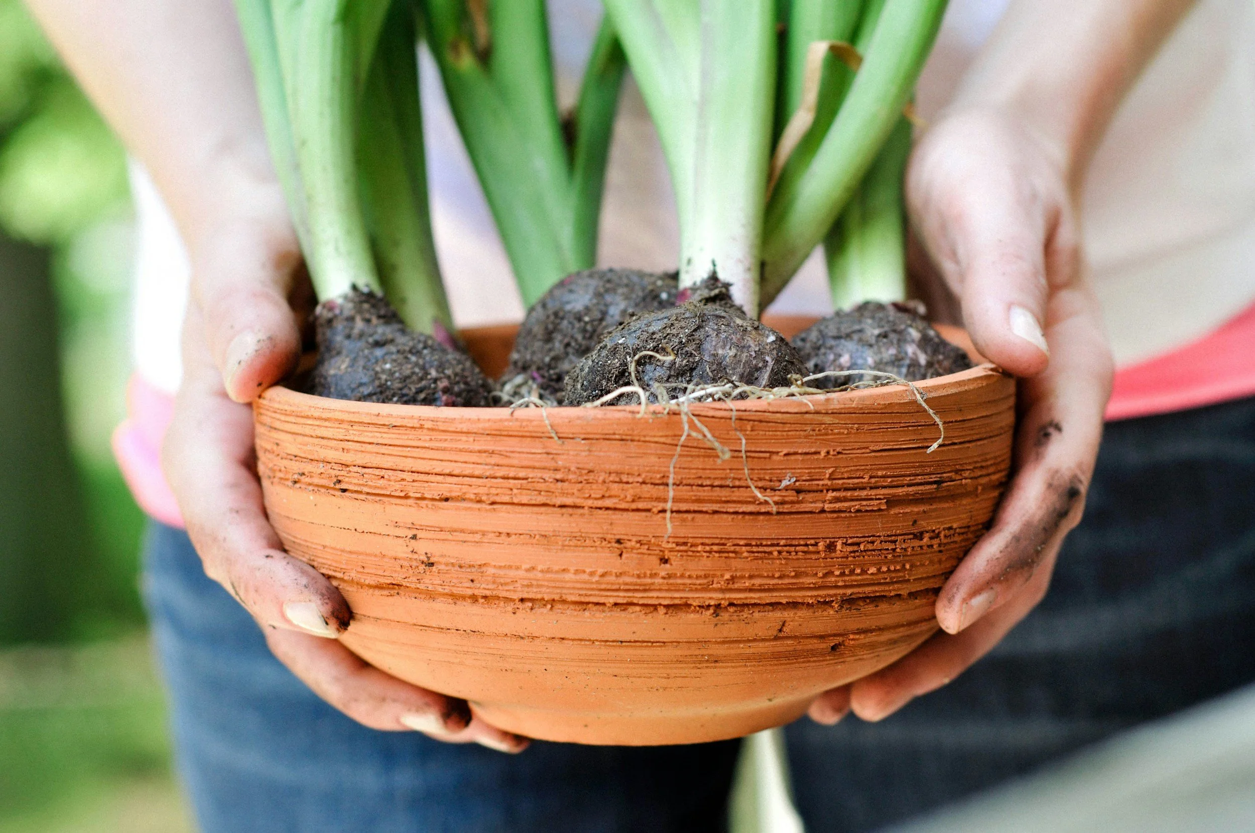 Person holding a clay pot with dirt and green plant stems inside.