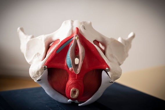 A Clinical Approach to Pelvic Floor Exercises. The Essential Guide to Technique (Part 1)