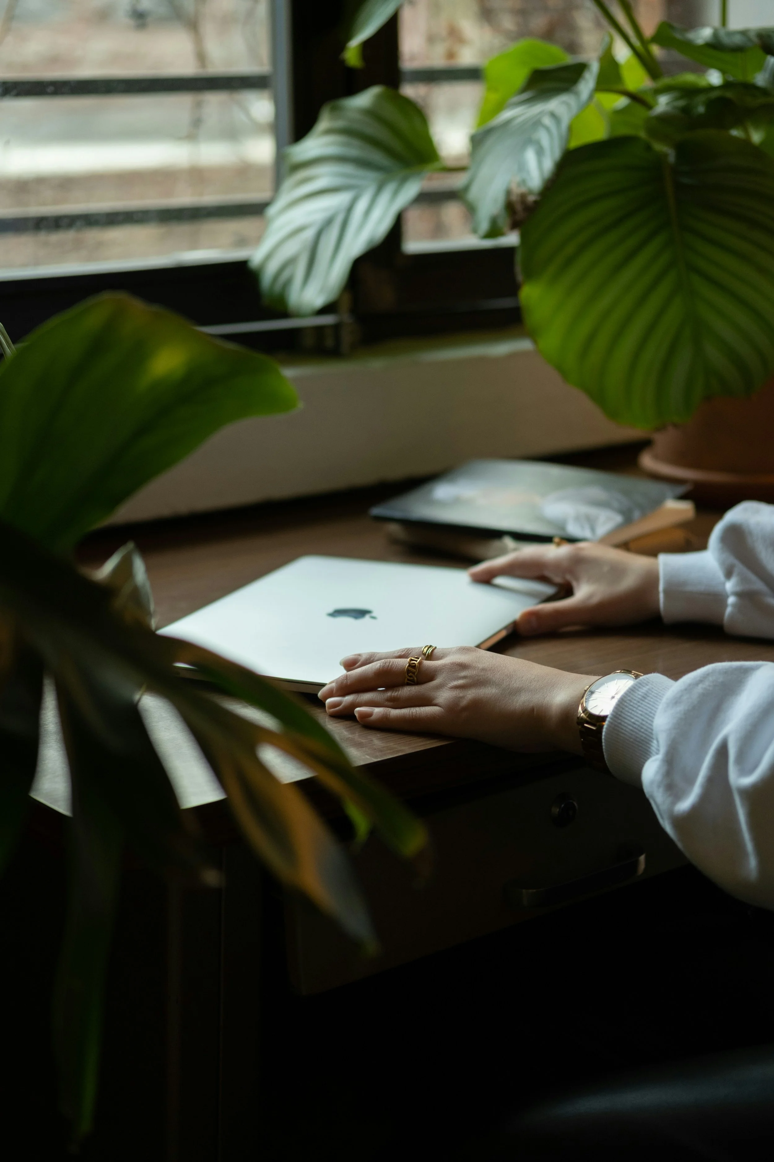 Person using a laptop surrounded by green plants on a wooden desk near a window.