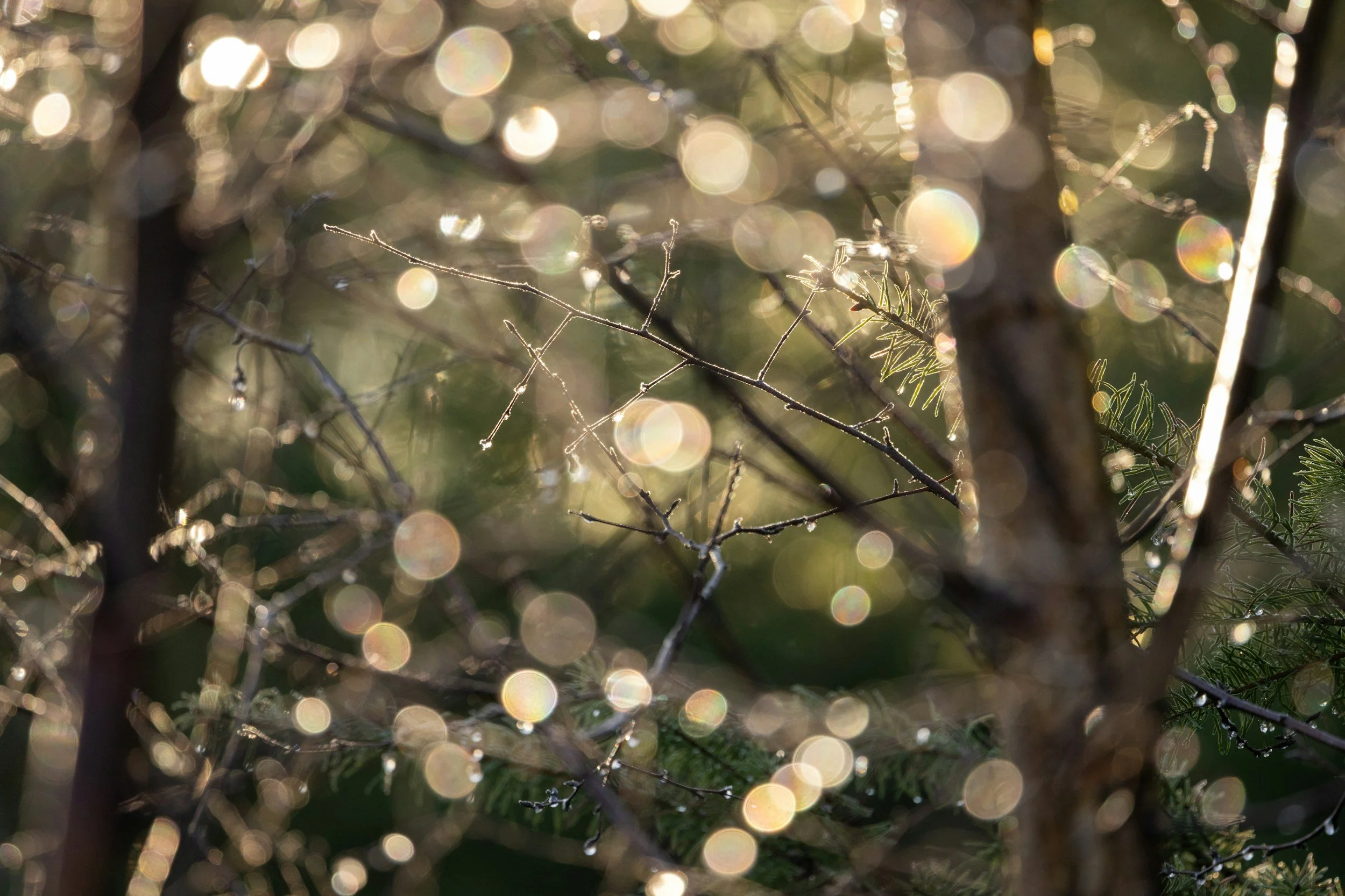 Close-up of tree branches with sunlight creating a bokeh effect in the background.