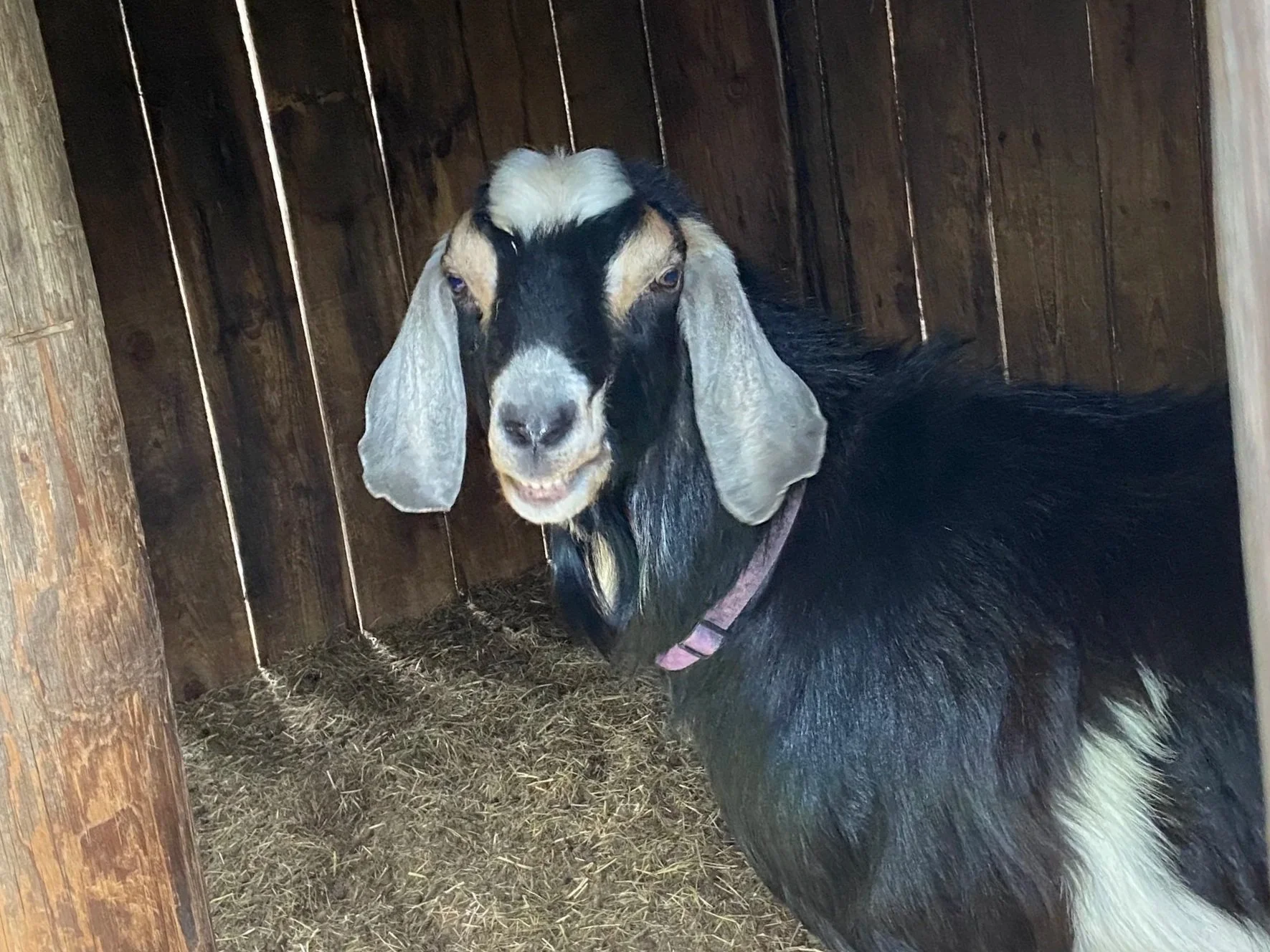 A goat with black and white fur and floppy ears inside a wooden barn or pen, standing on hay.