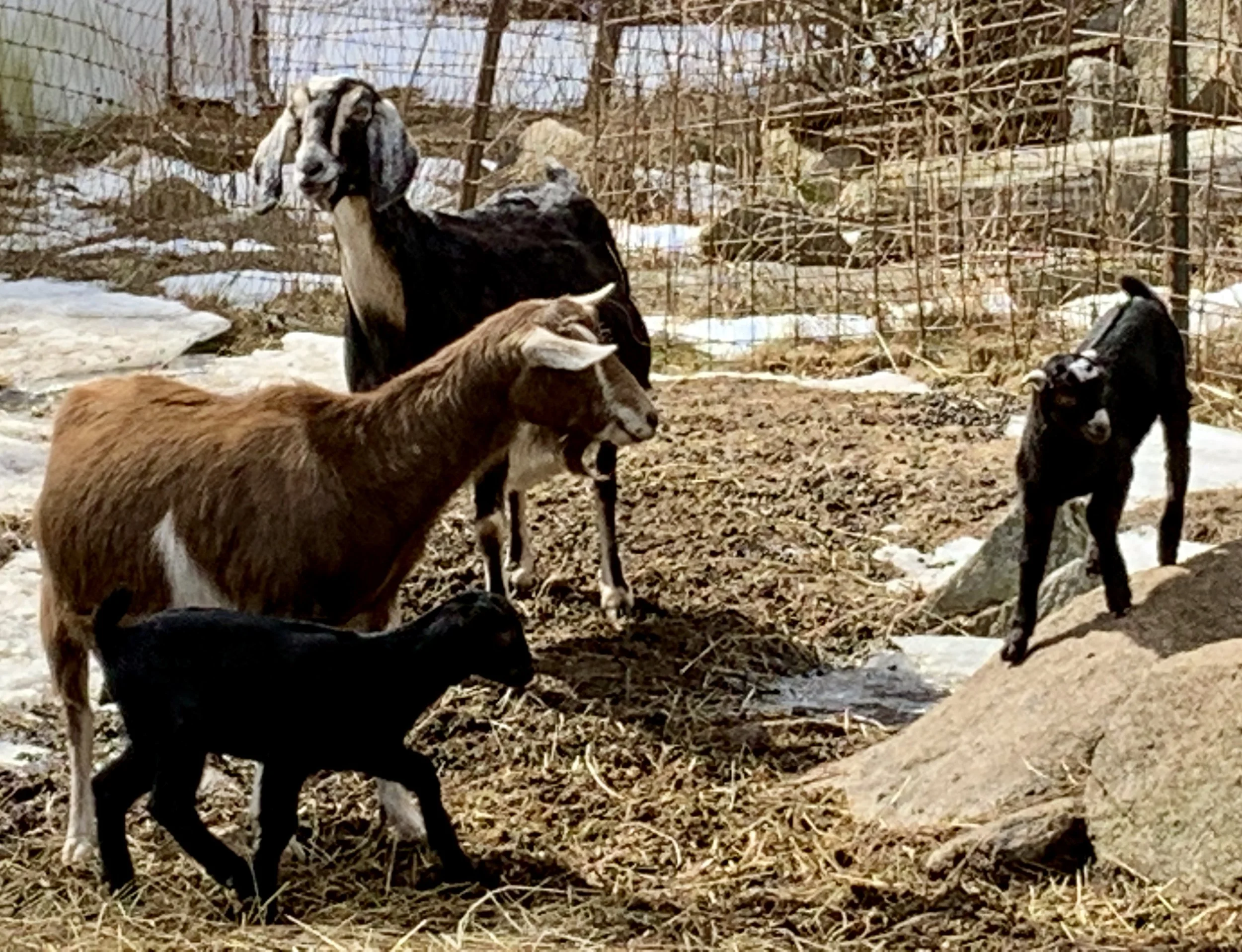 Group of goats in a muddy outdoor enclosure with rocks and a wire fence in the background.