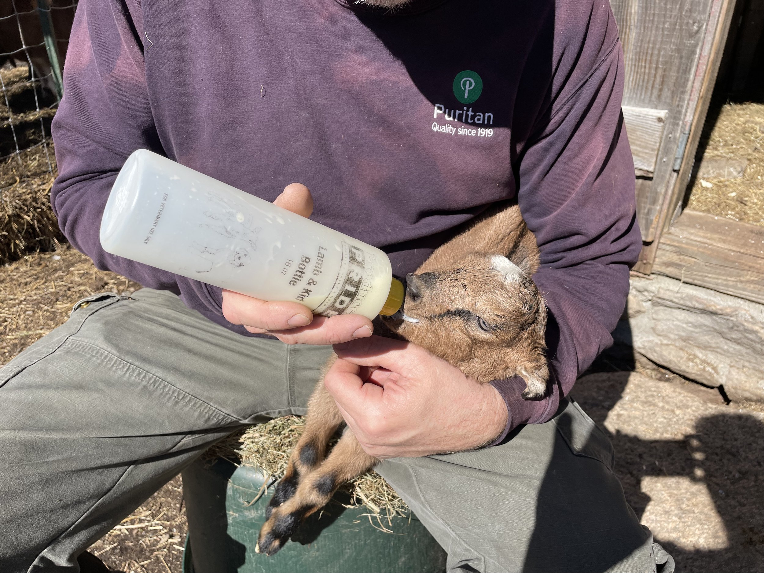 Person sitting outdoors holding a brown and black baby goat and bottle-feeding it with a large bottle of milk.