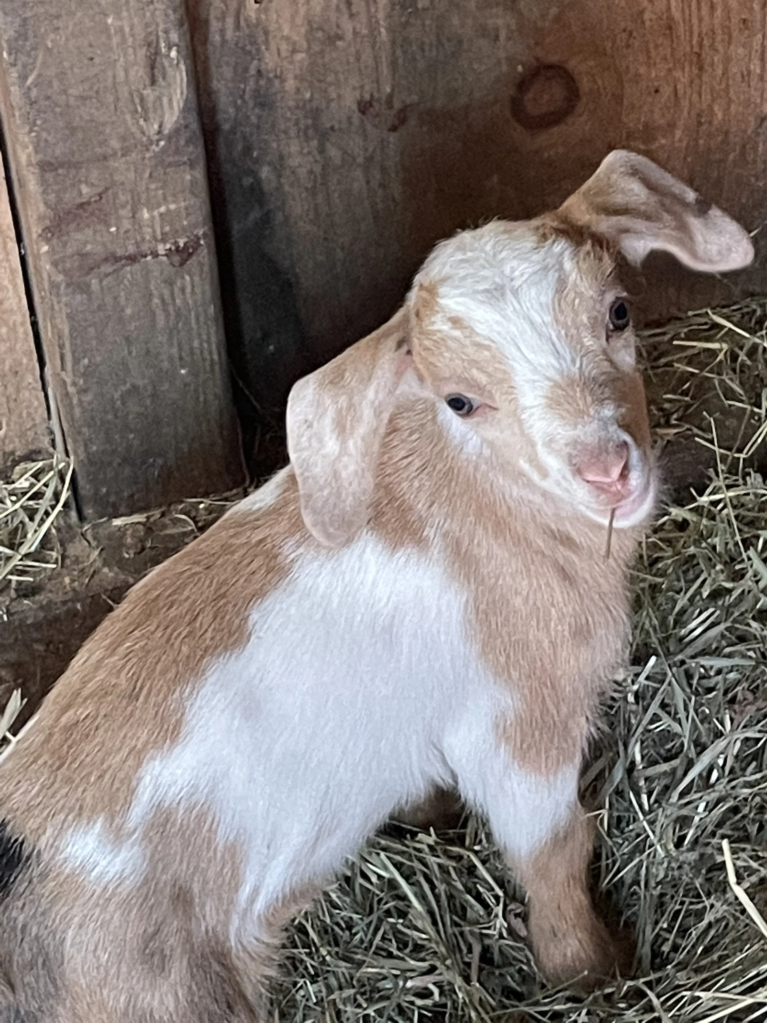 Young goat with brown and white fur standing on hay inside a wooden enclosure.