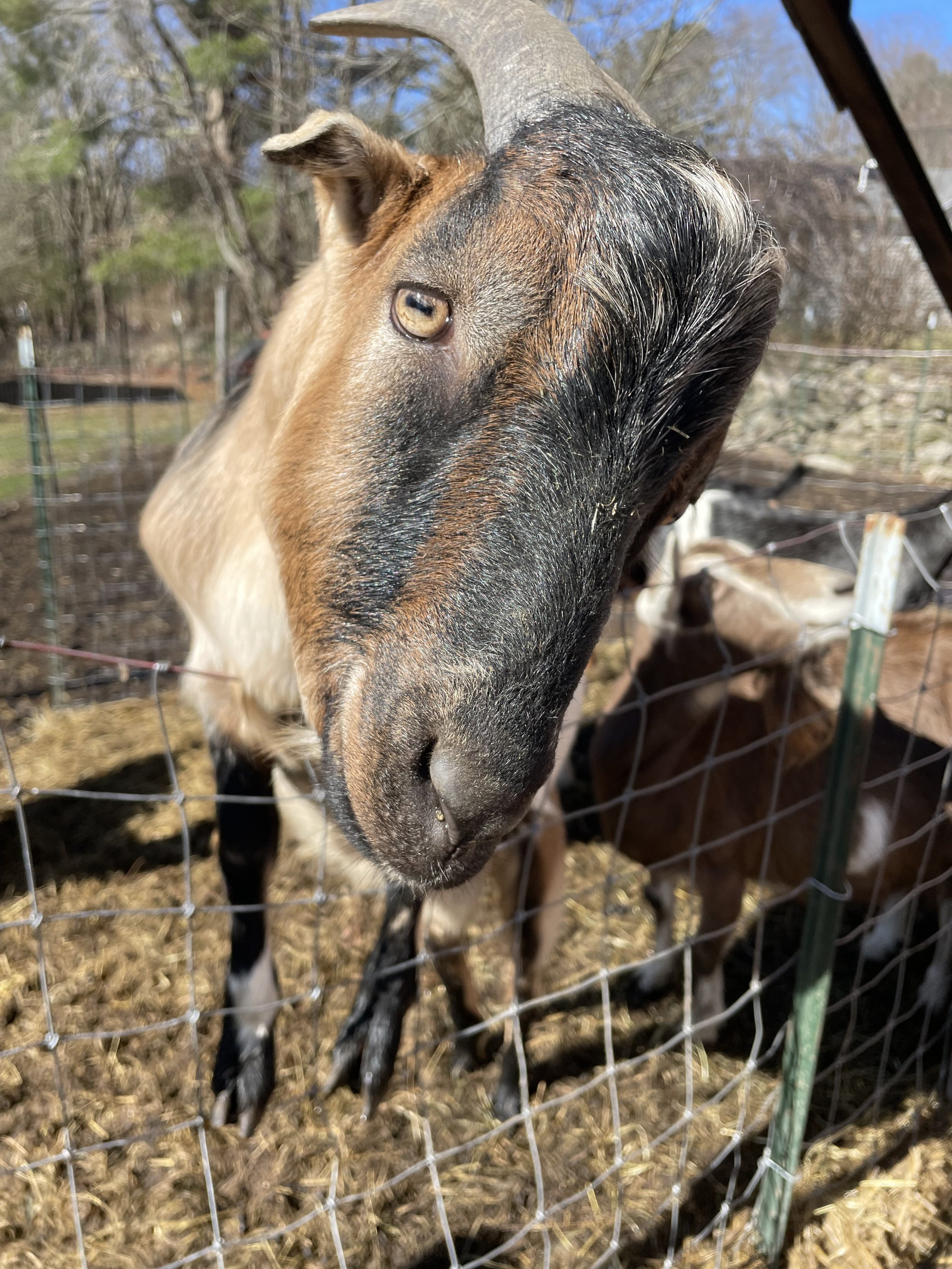 Close-up of a goat with a black and brown beard and tan face, sniffing through a wire fence on a farm, with other goats in the background.