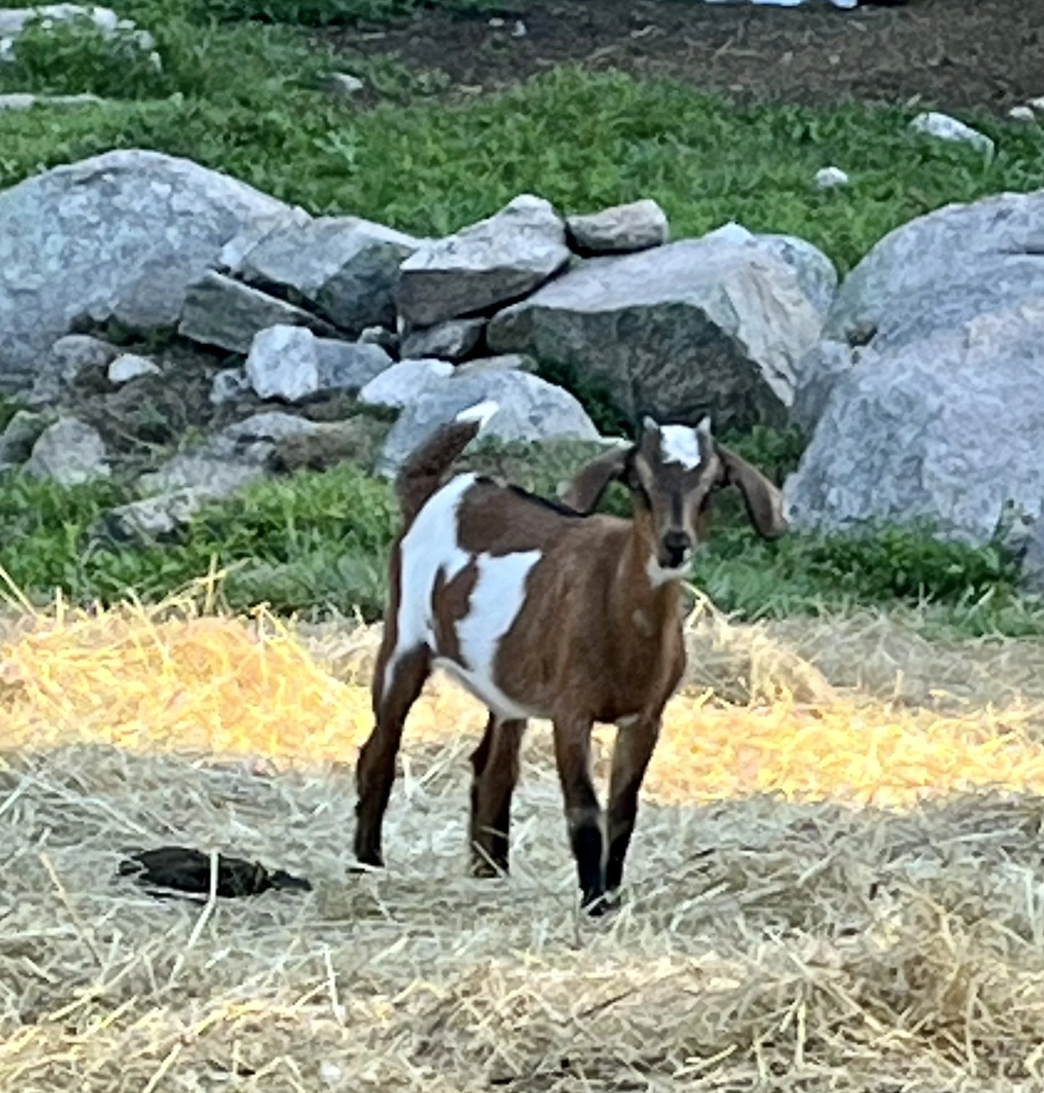 Young goat with brown and white coat standing on dry grass near rocks and green plants