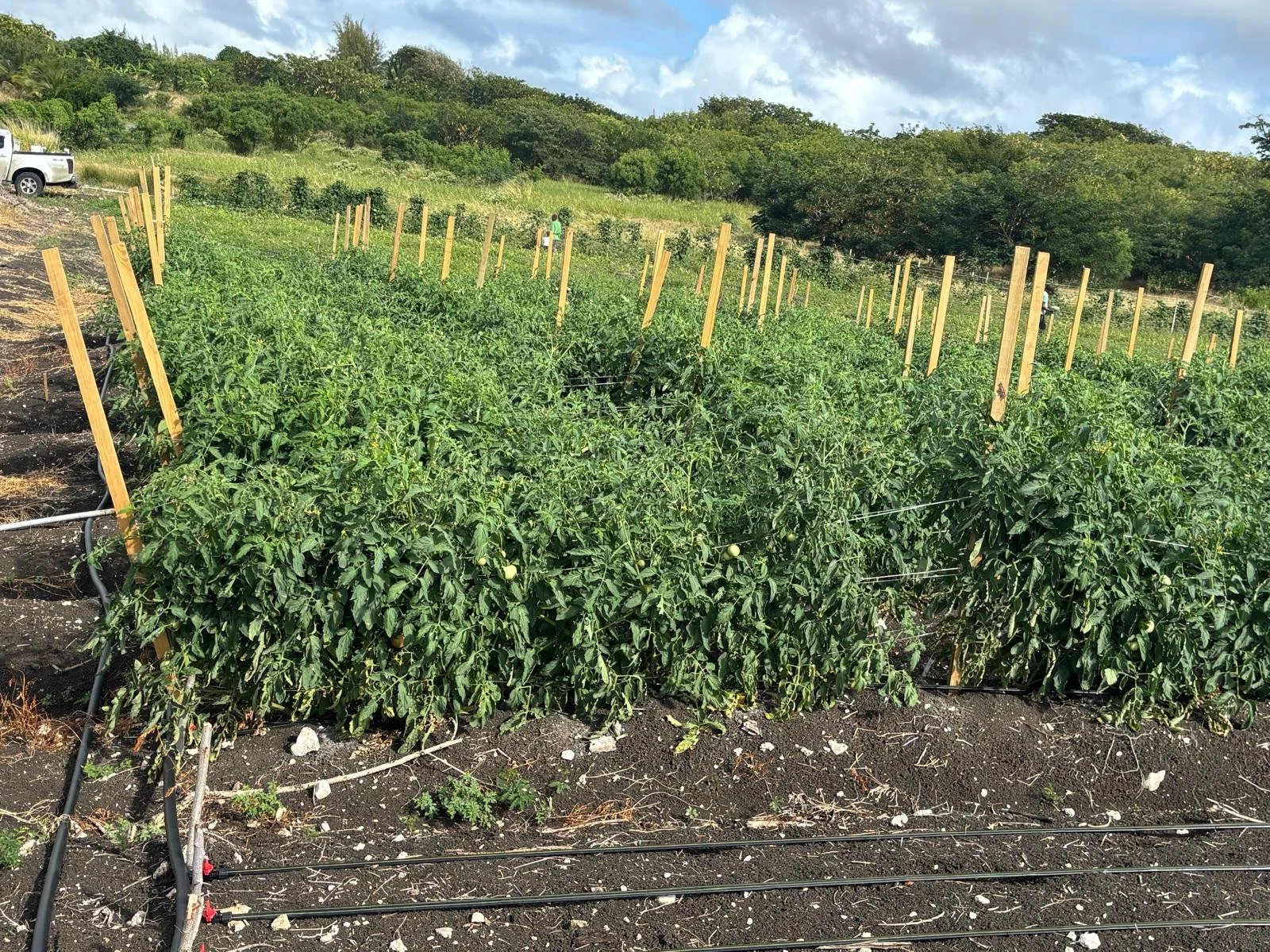 SunGen Farms Harvest Update