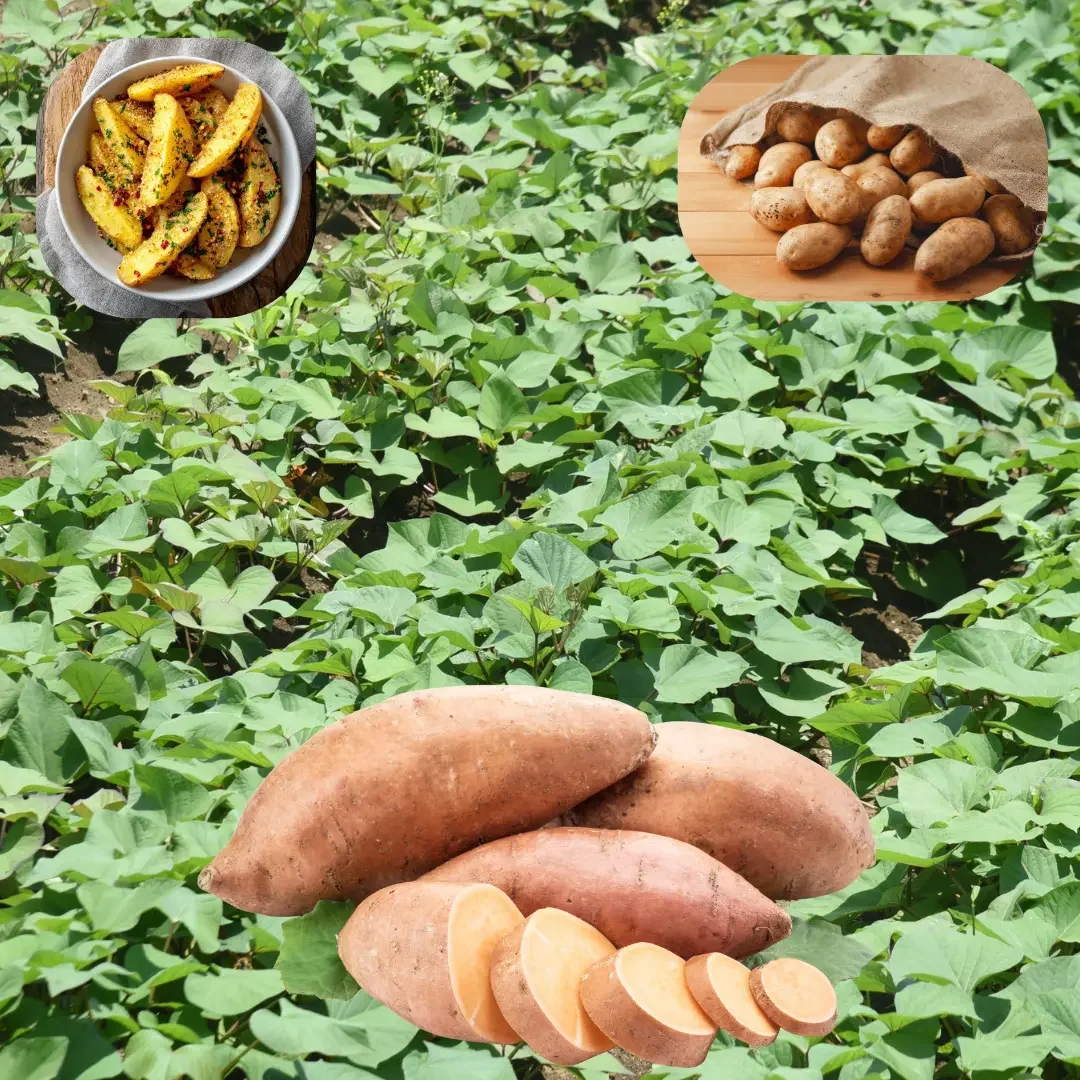 Sweet potatoes growing in a field with slices of sweet potato and two bowls of prepared sweet potato dishes, one with roasted wedges and the other with small round potatoes on a wooden surface.