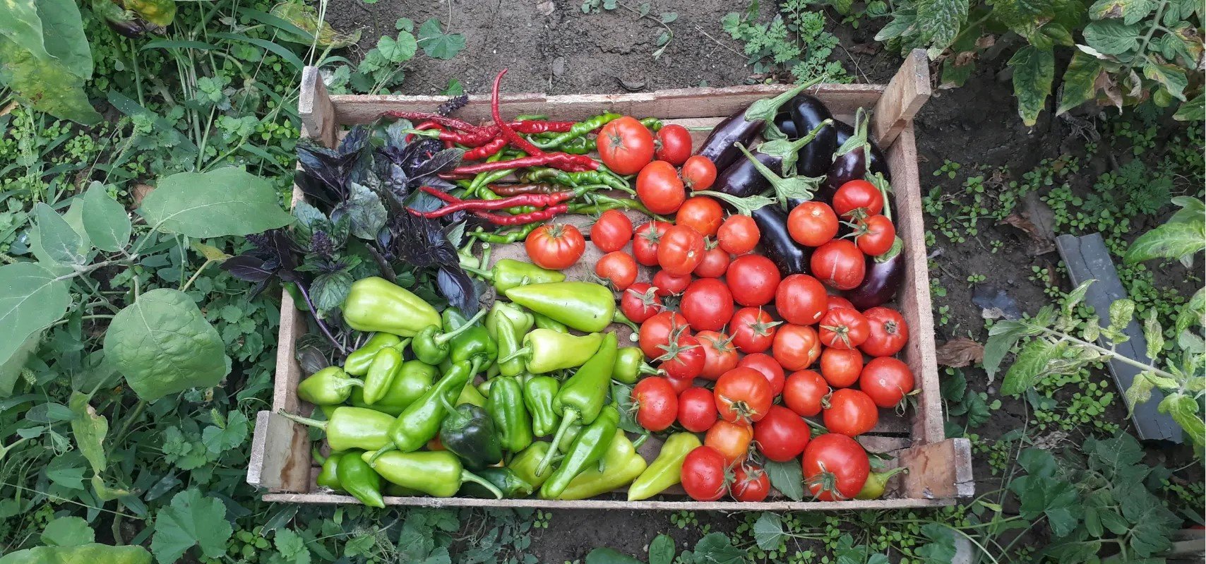 A wooden crate filled with fresh red and green tomatoes, eggplants, and chili peppers, placed on soil among green leafy plants in an outdoor garden.