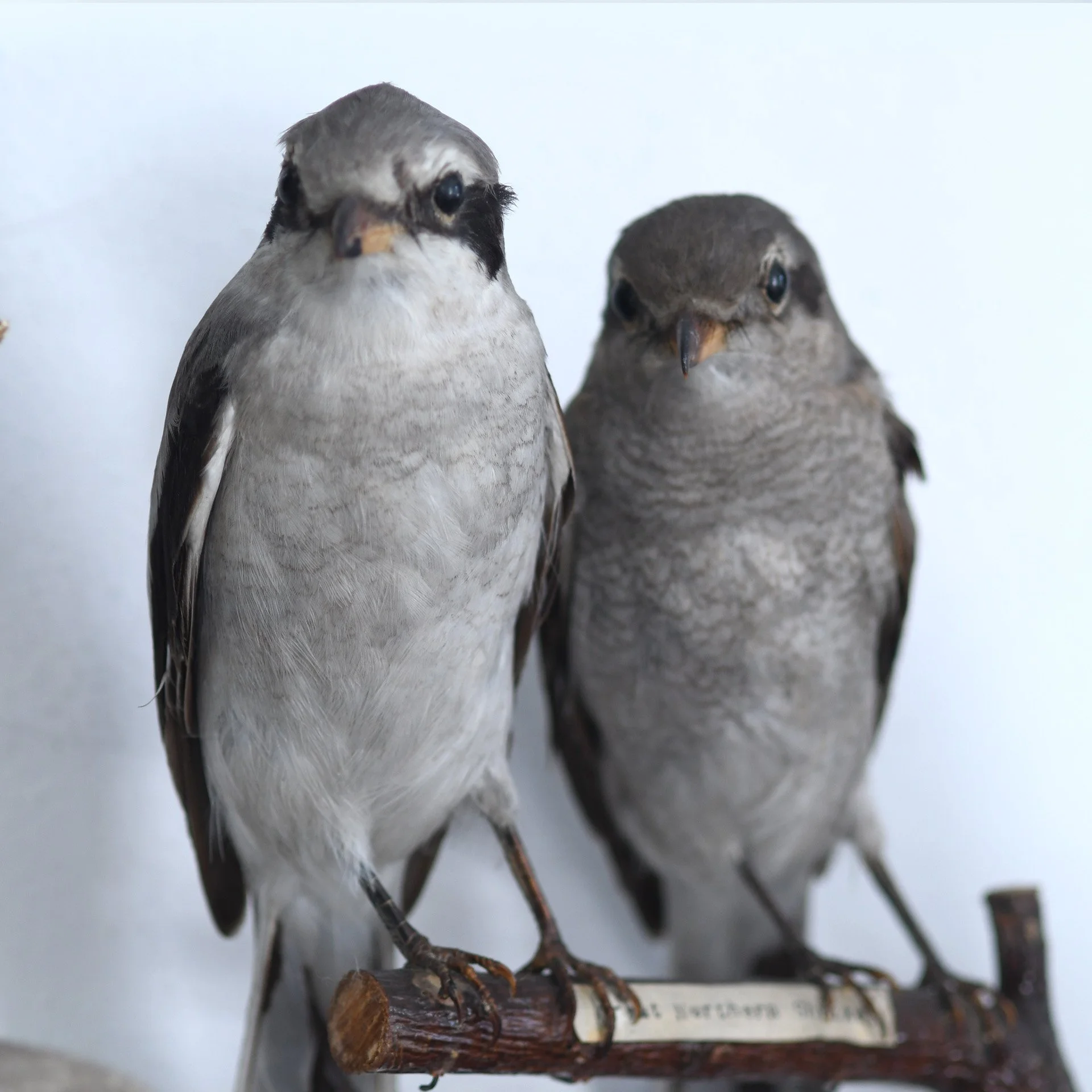 Two small birds perched on a branch against a plain light background.