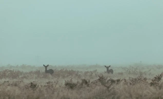 deer in the fog copy.jpg