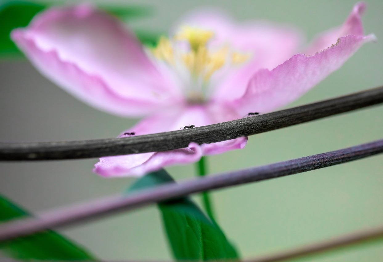 ants marching revisit copy.jpg