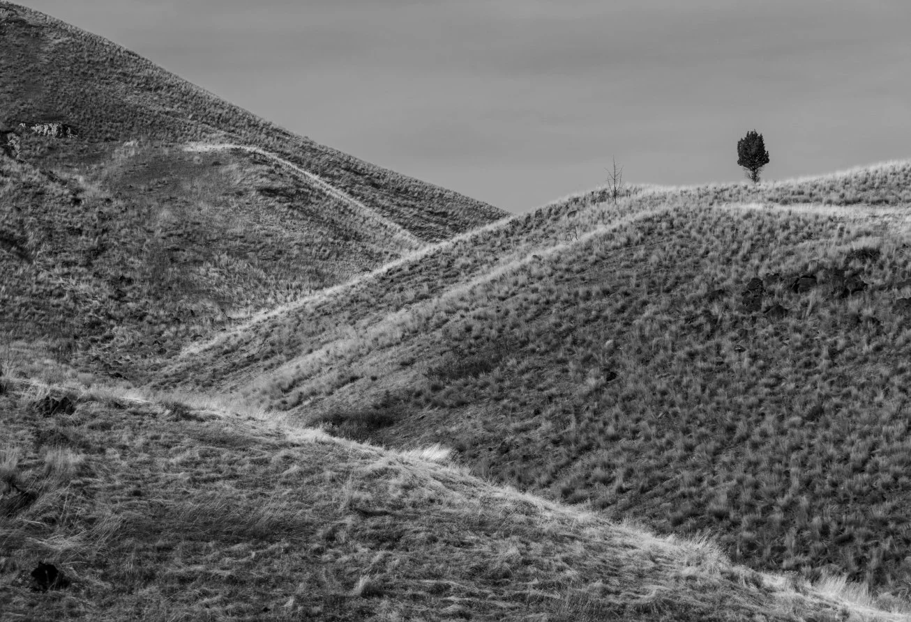 lonely desert tree bw copy.jpg