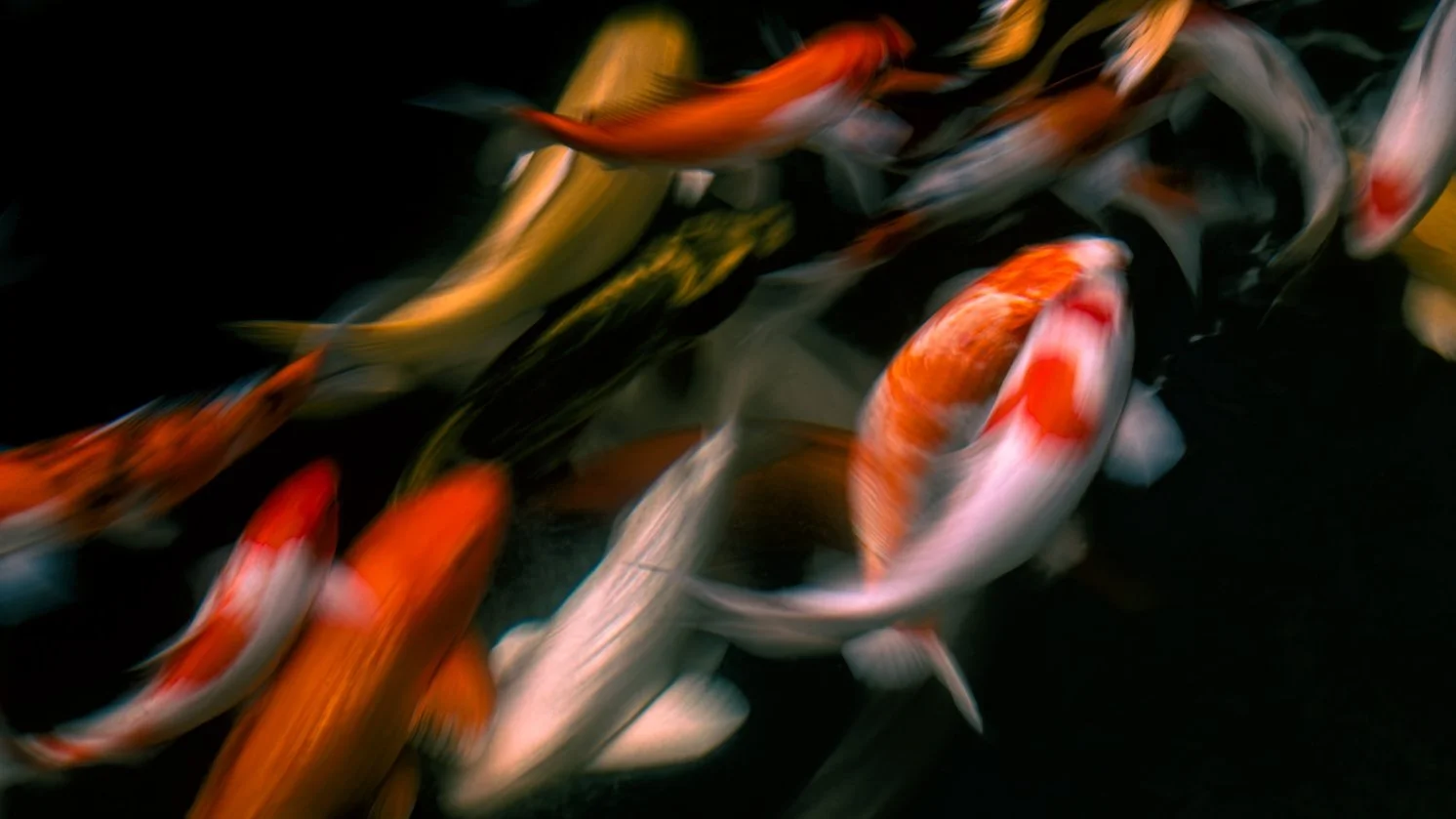 koi blur 2 copy.jpg