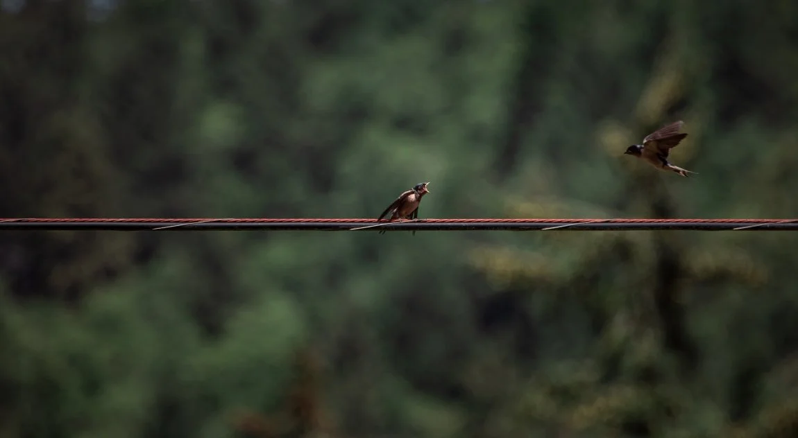 swallowswallow vig.jpg