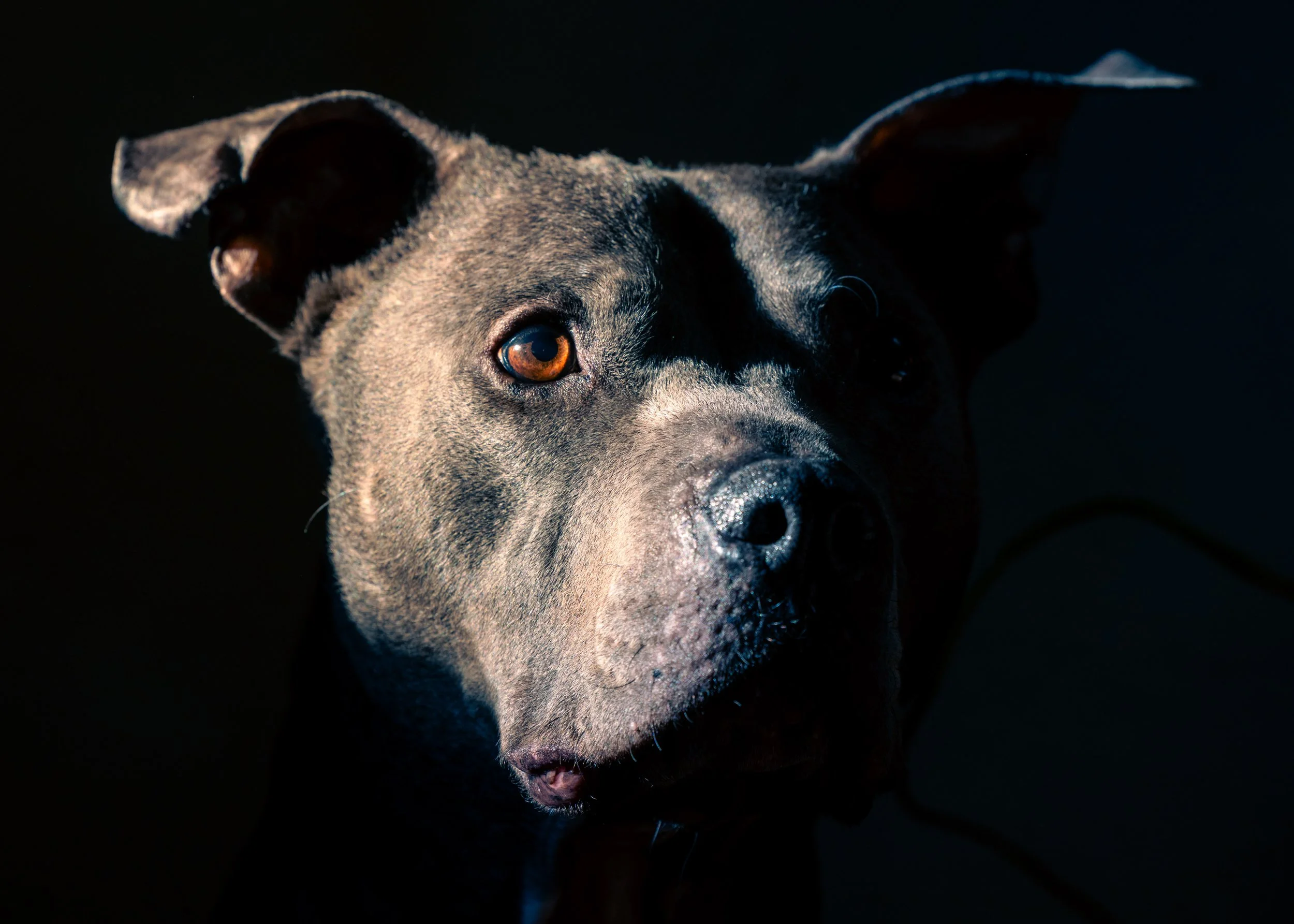 Pet Portraits