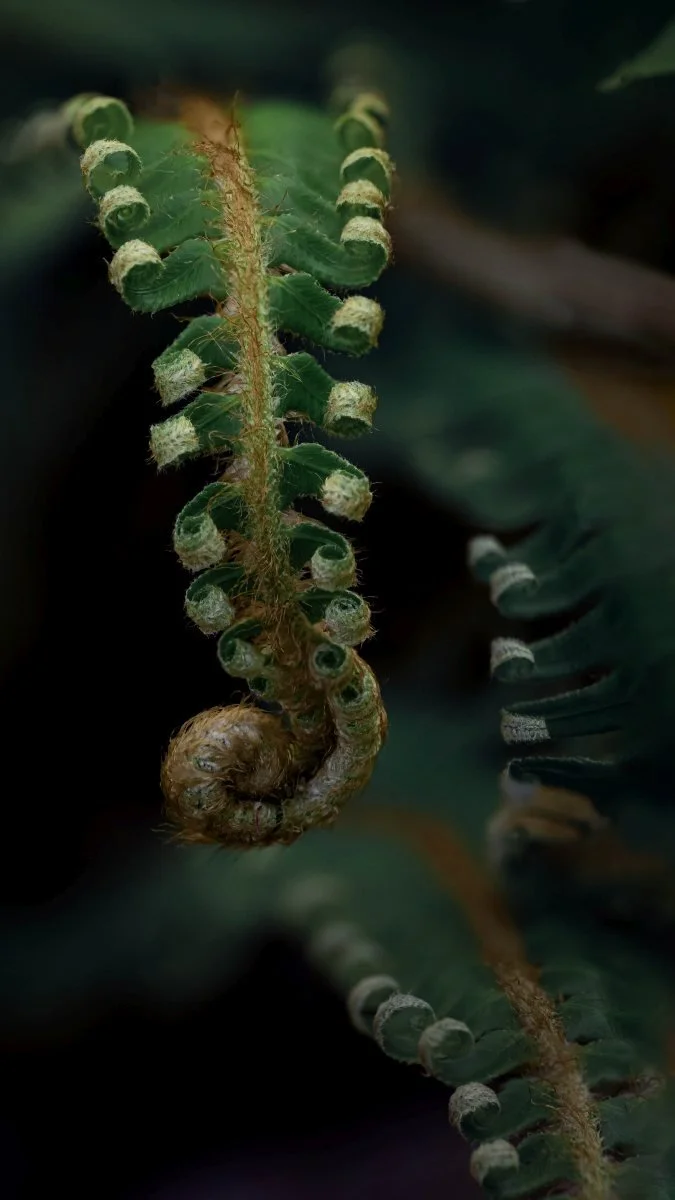 fern unferning magenta fix attempt 2.jpg