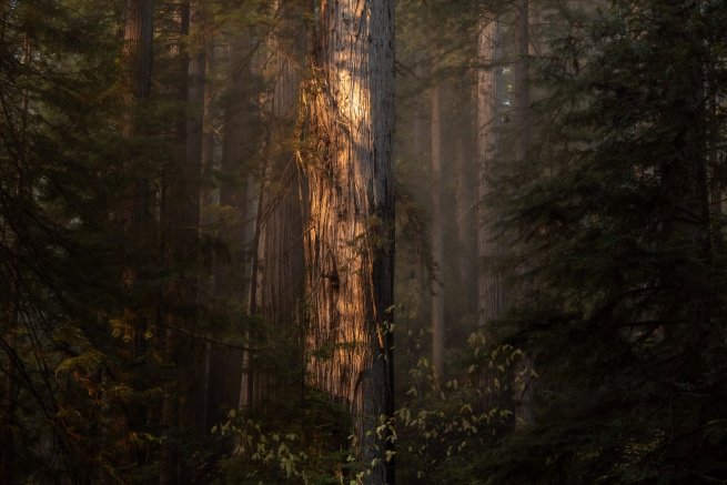 eery morning redwoods small single image revisit copy.jpg