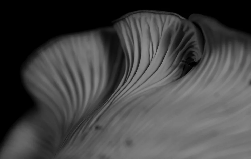 chanterelle wave bw spot removed crop.jpg