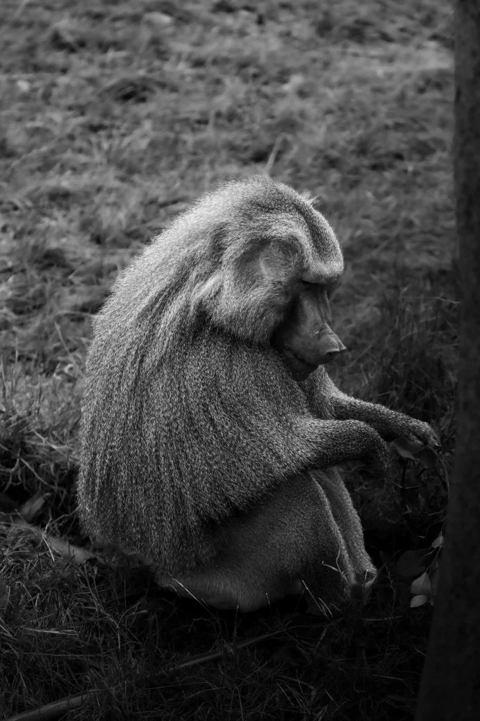 baboon.jpg